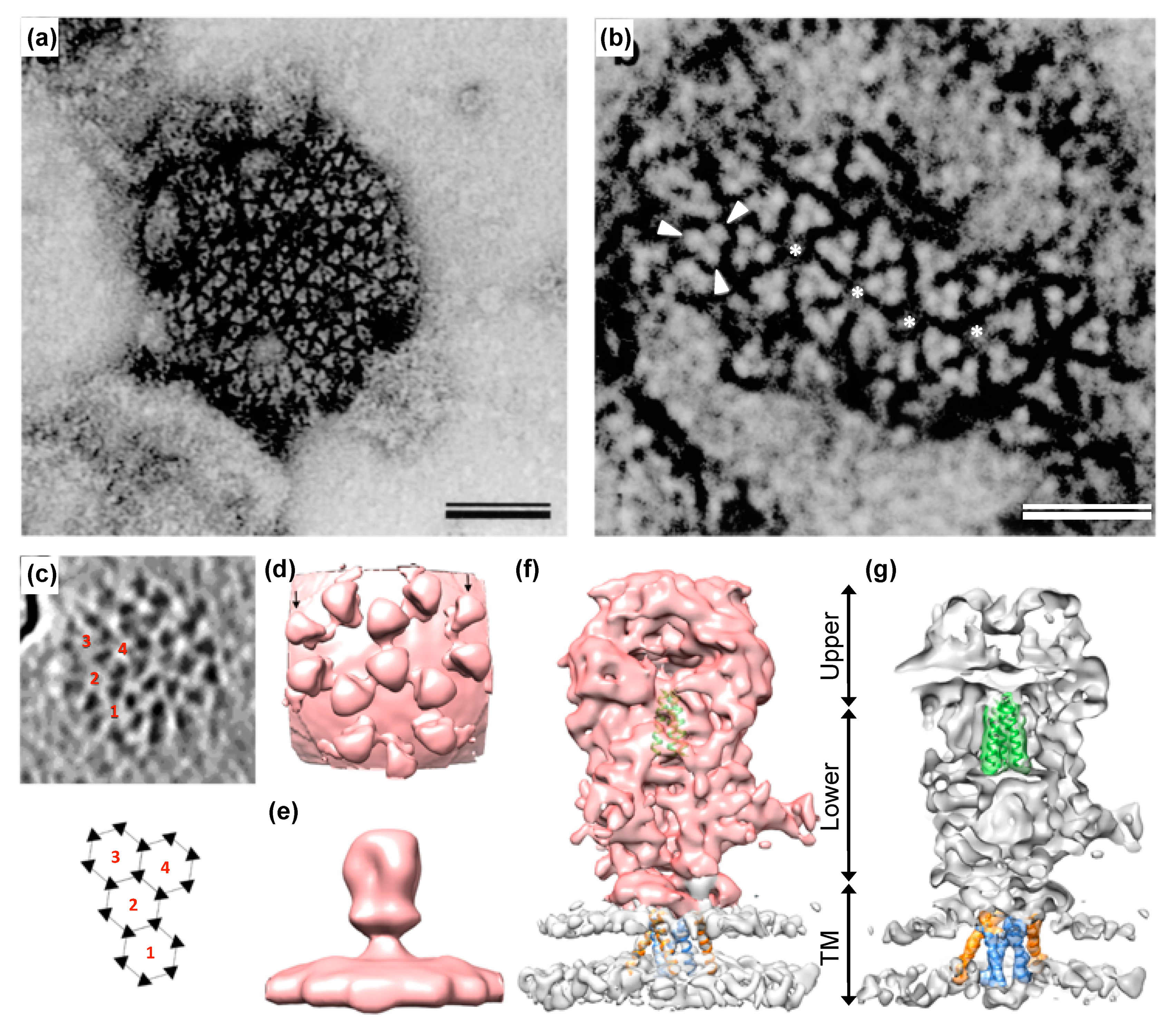 Viruses 13 00105 g004