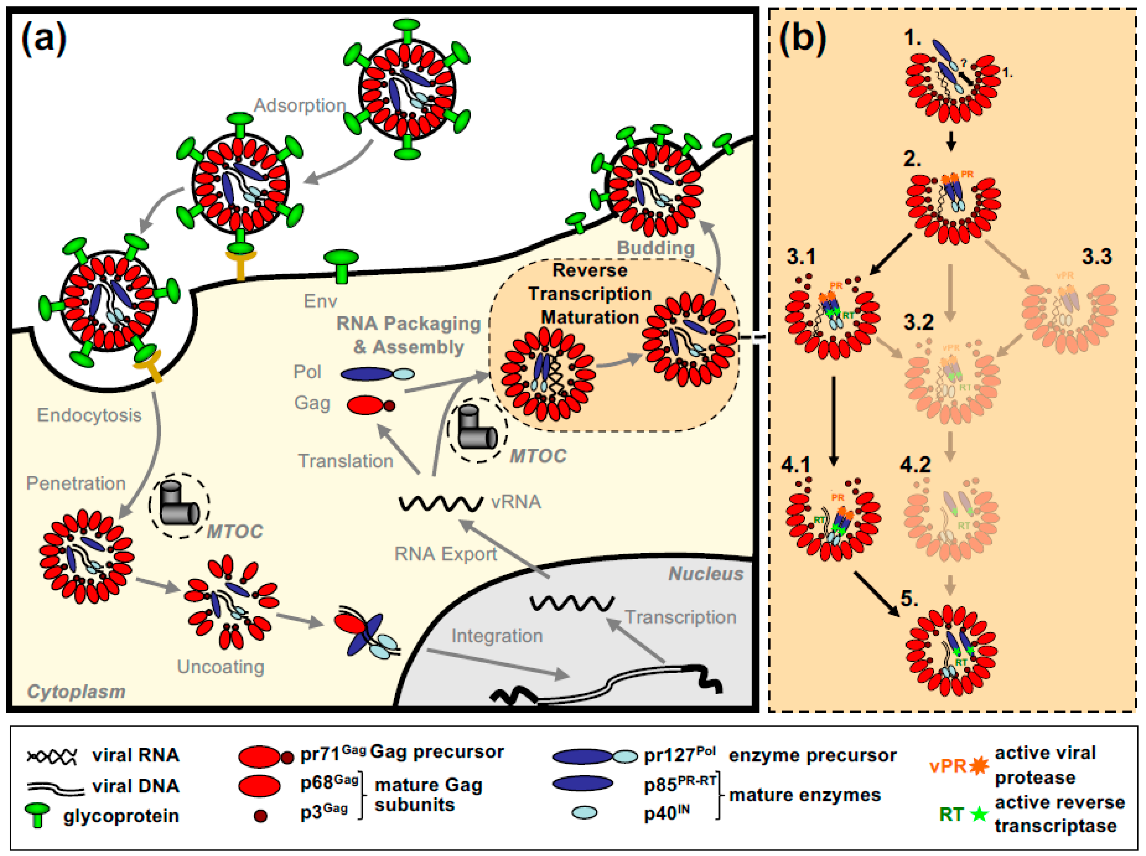 Viruses 13 00105 g005