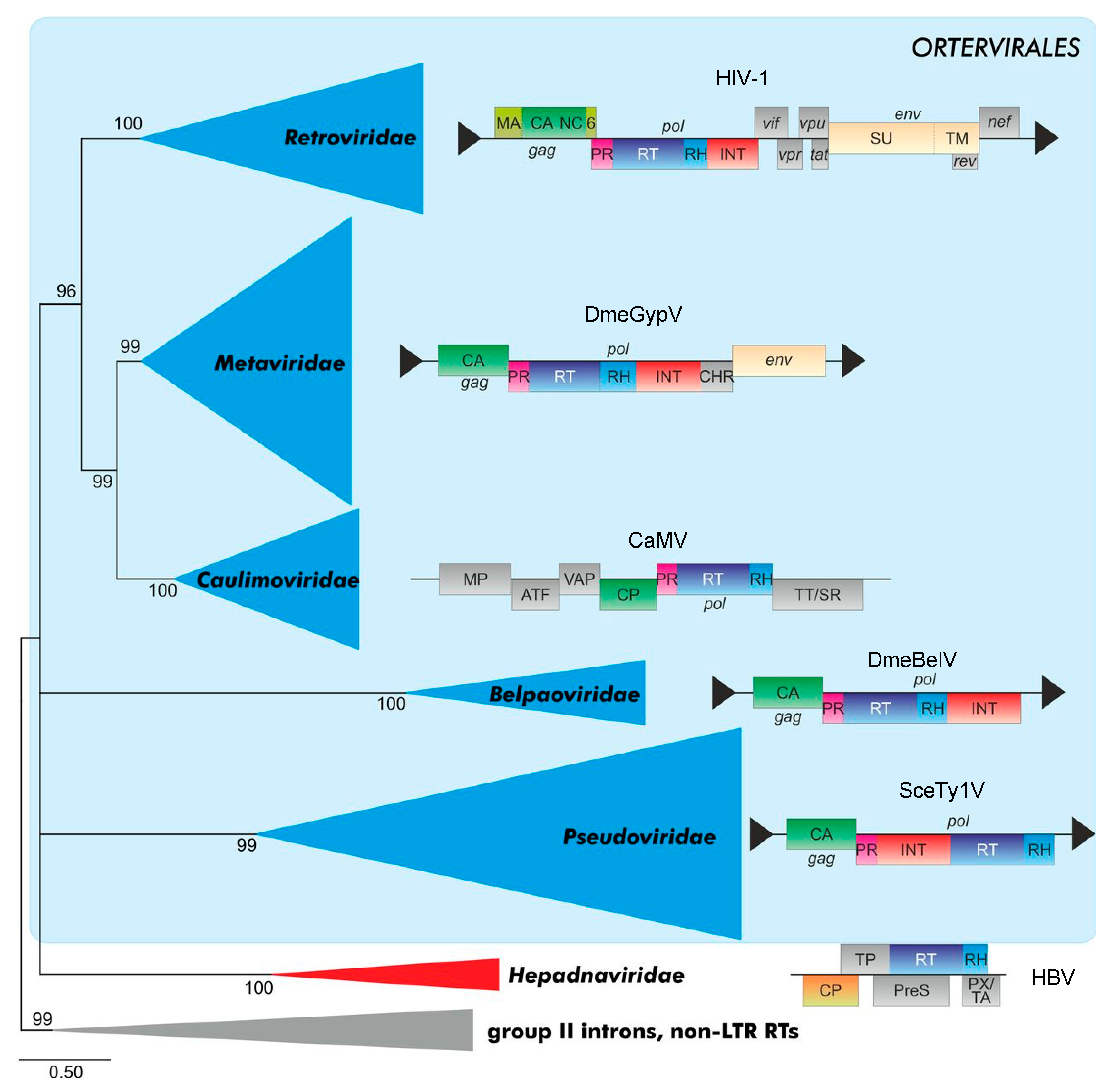 Viruses 13 00105 g006