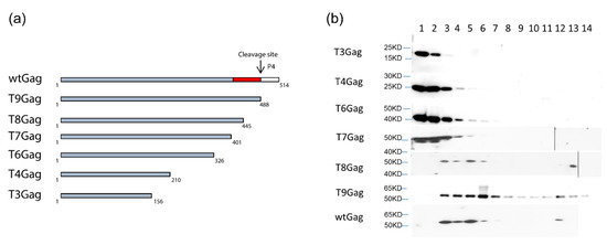 Viruses 13 00105 g0a1