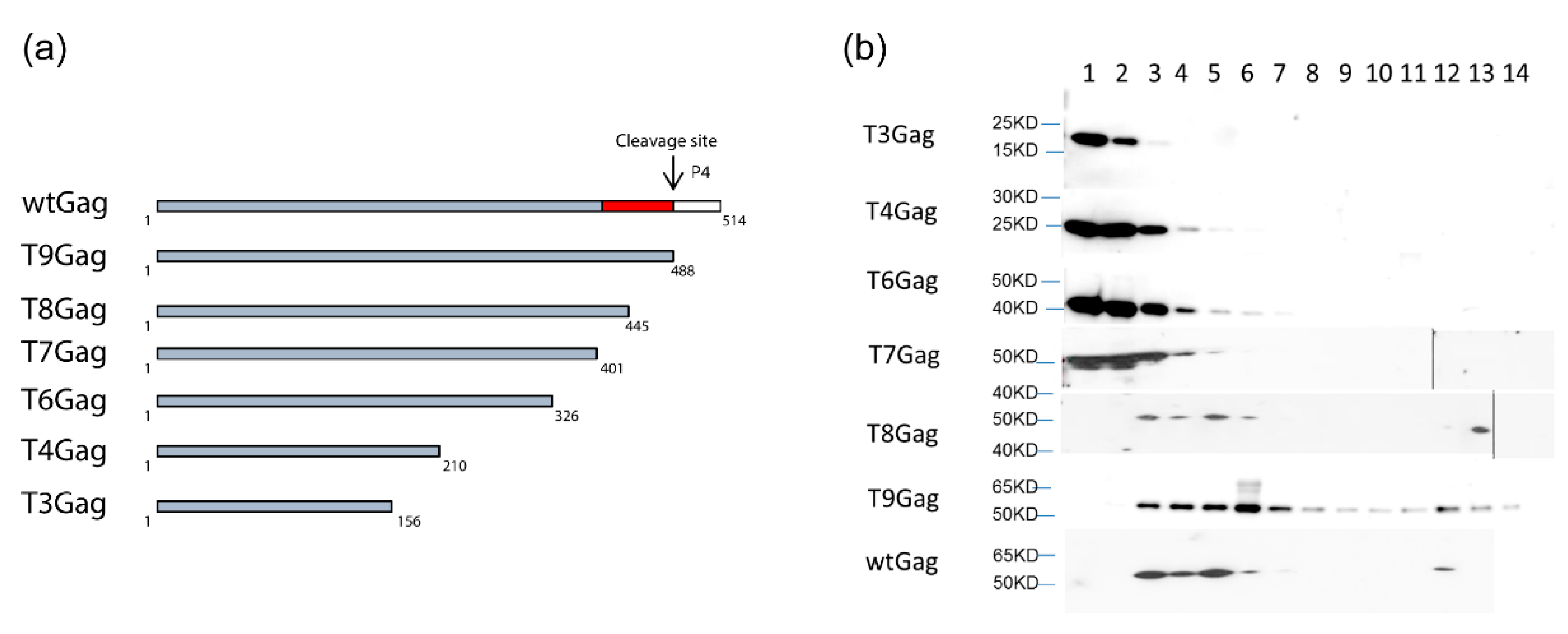 Viruses 13 00105 g0a1