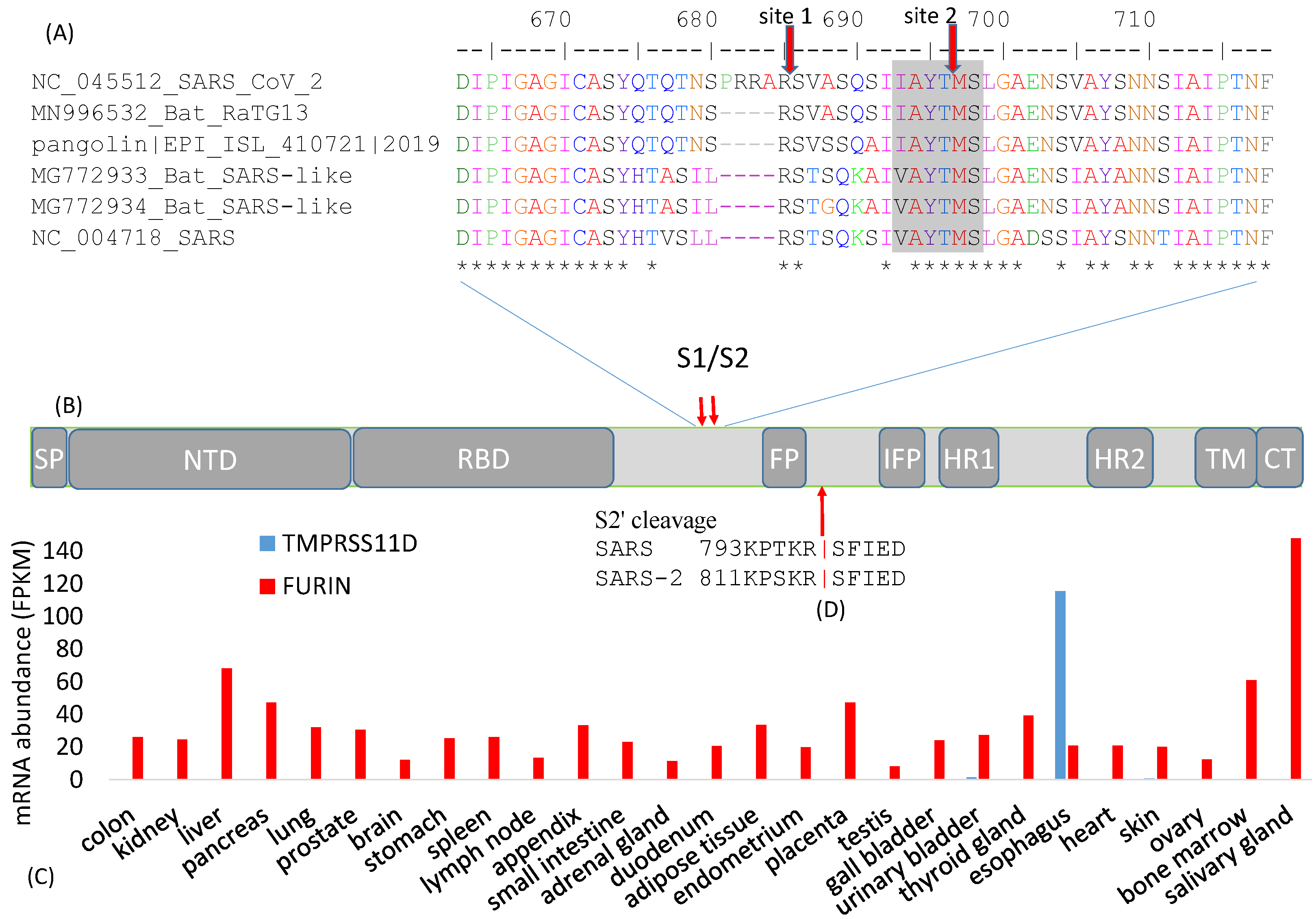 Viruses 13 00109 g002