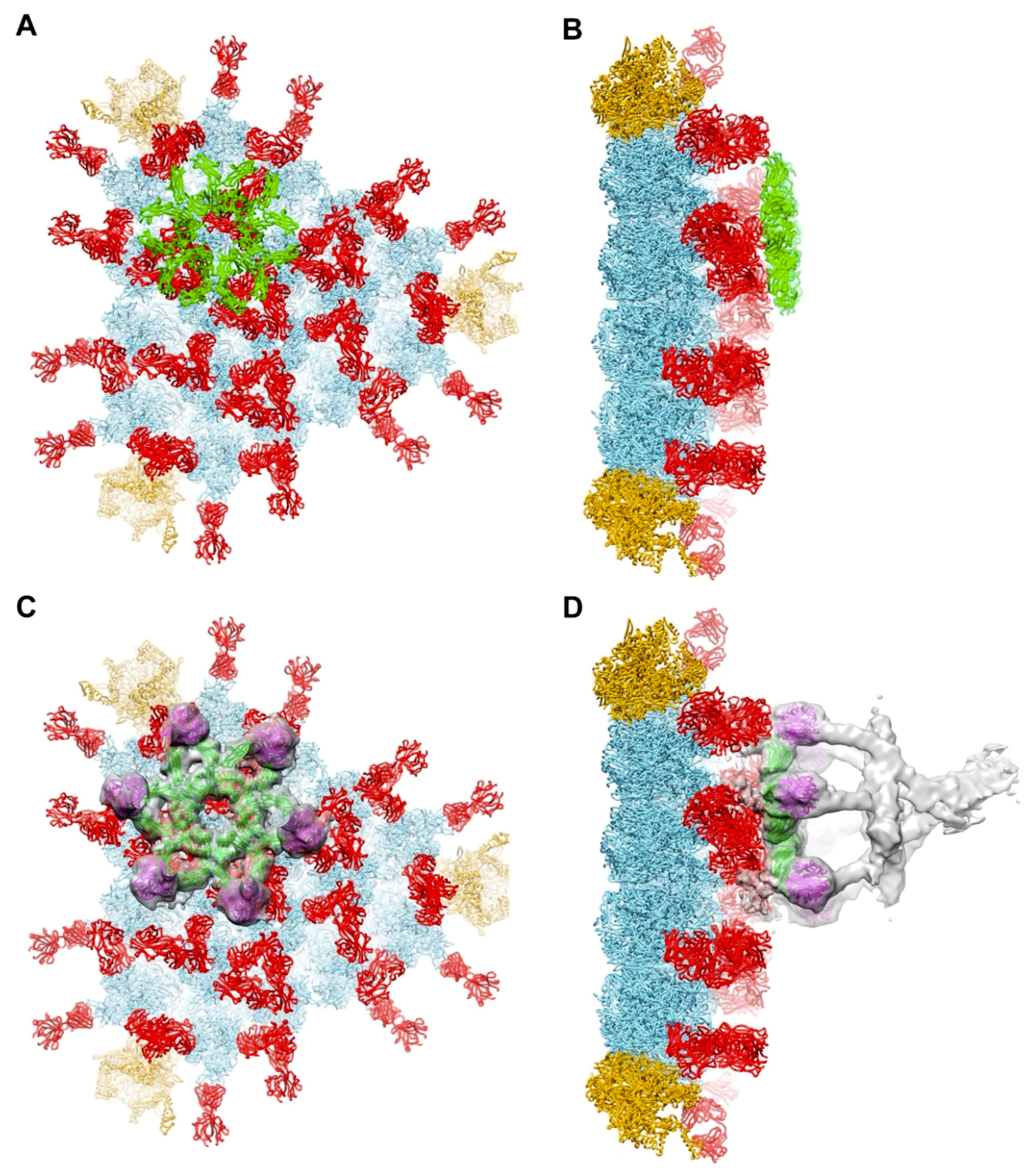 Viruses 13 00111 g003