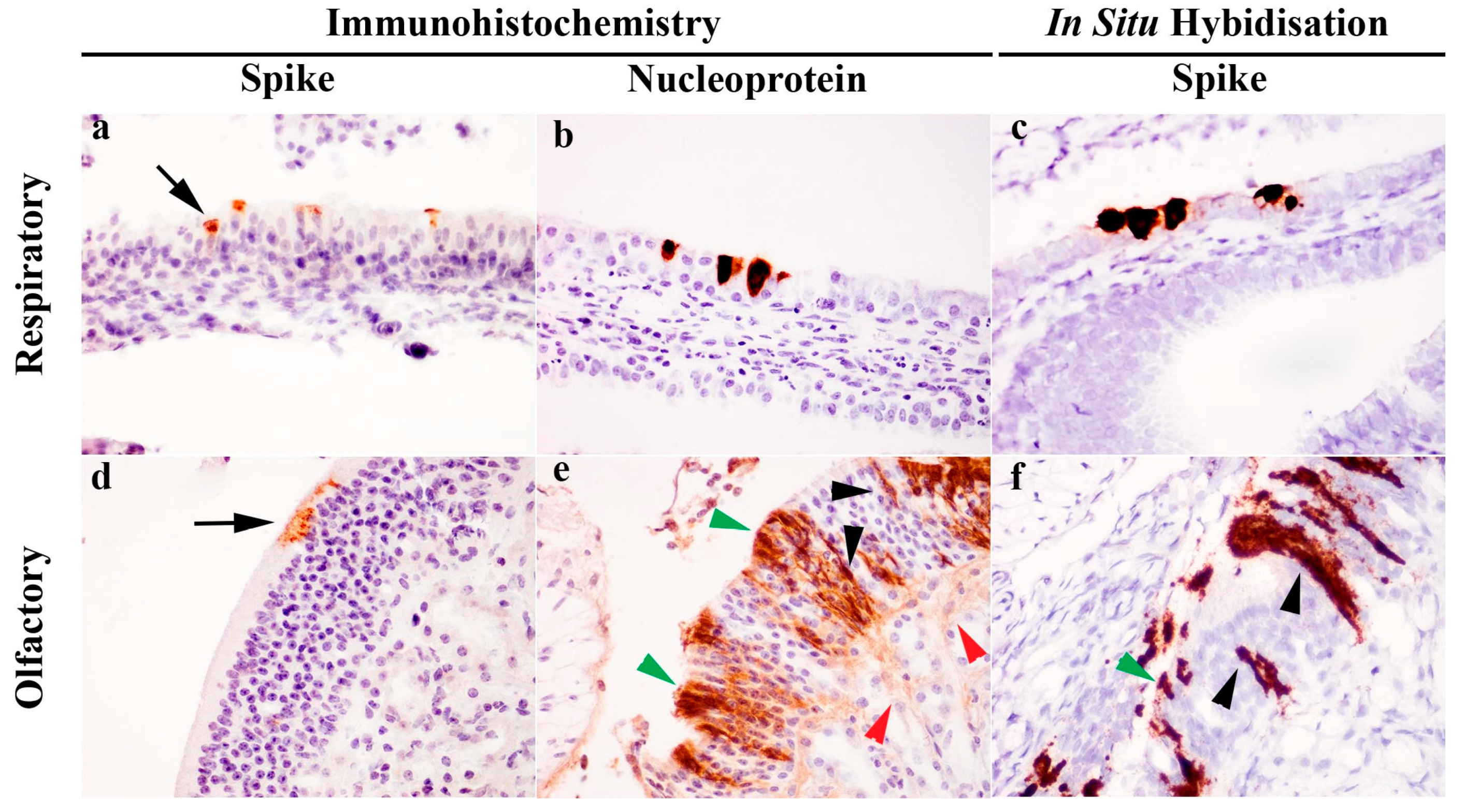 Viruses 13 00113 g002