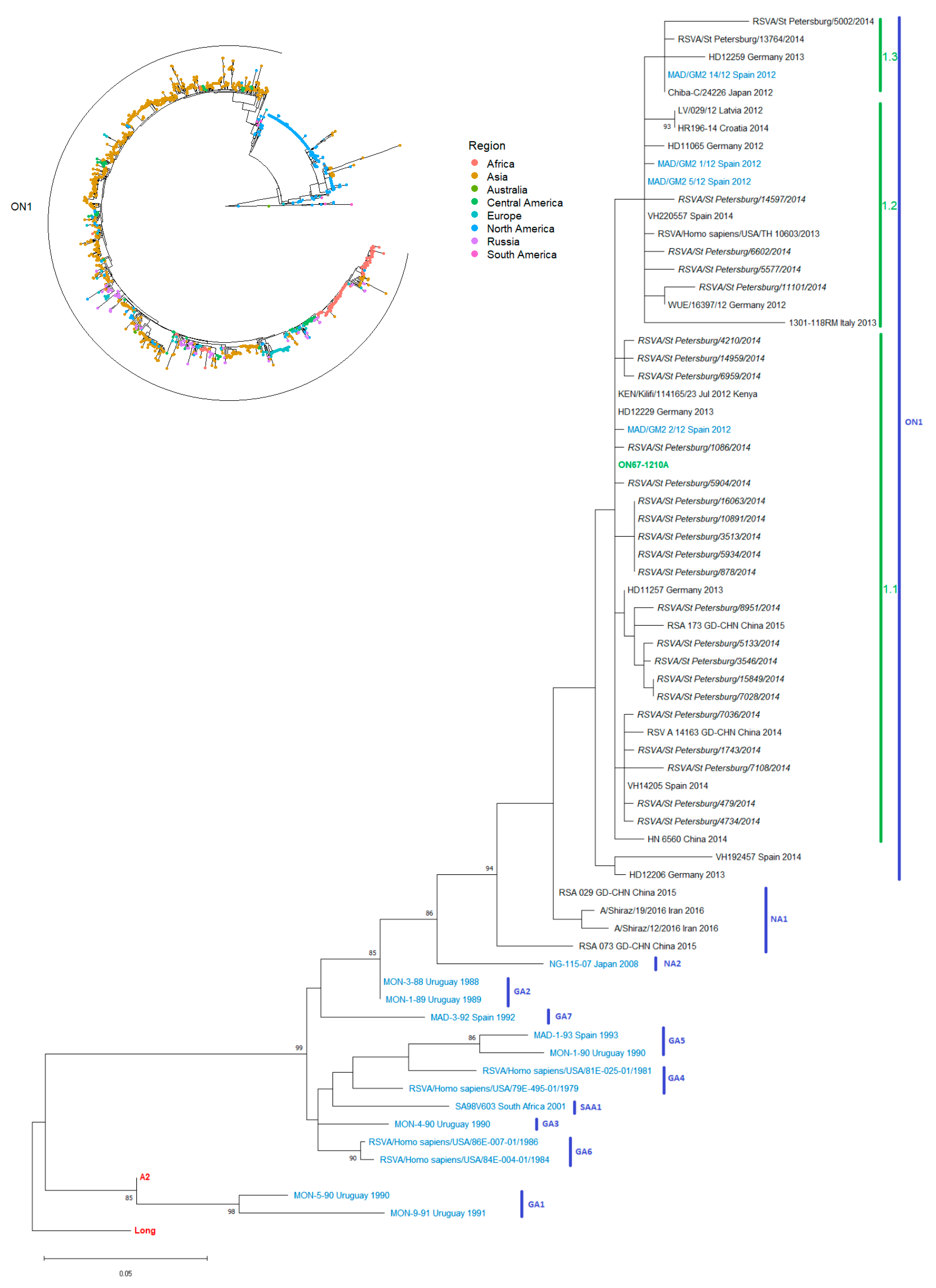 Viruses 13 00119 g001