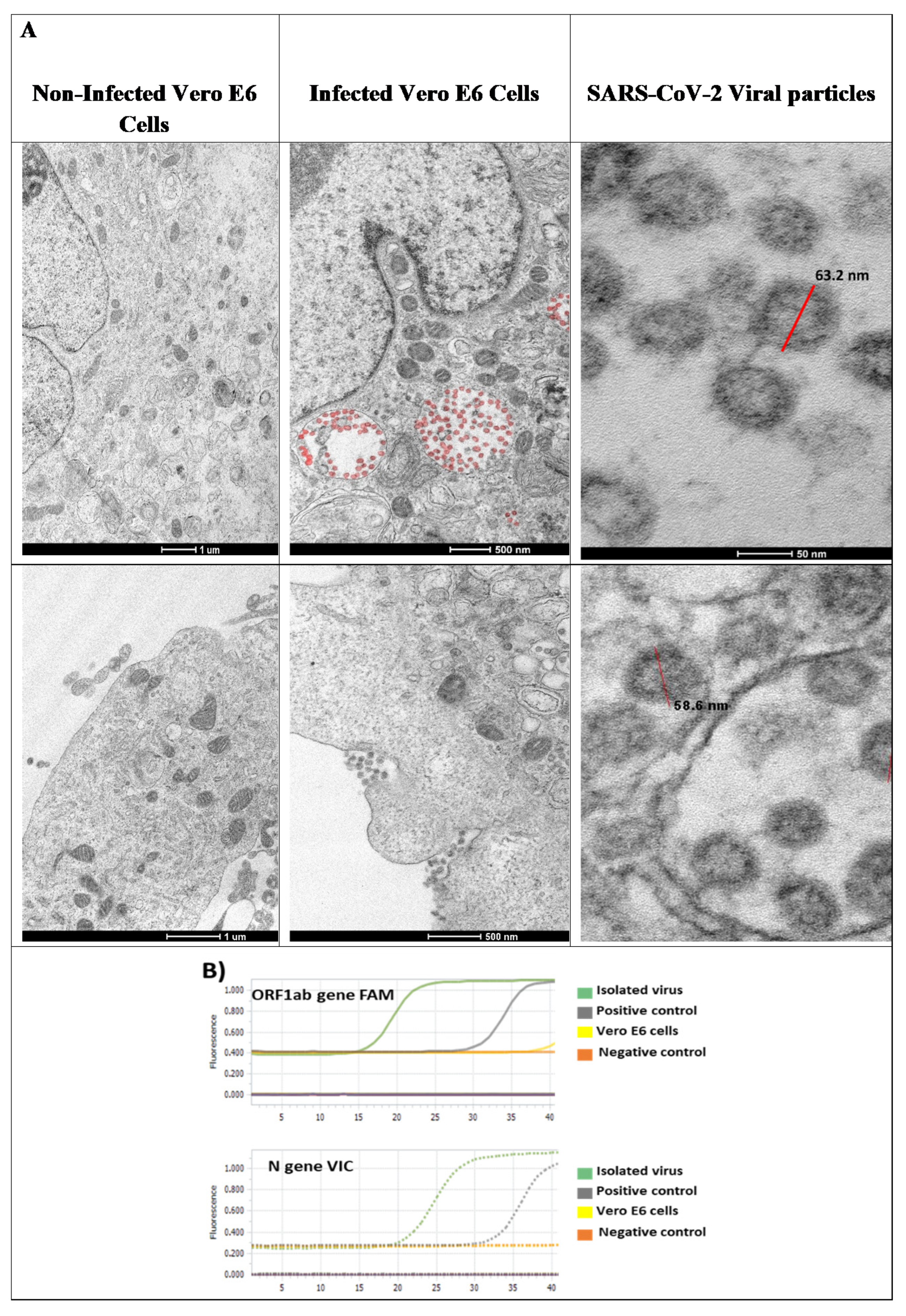 Viruses 13 00121 g001