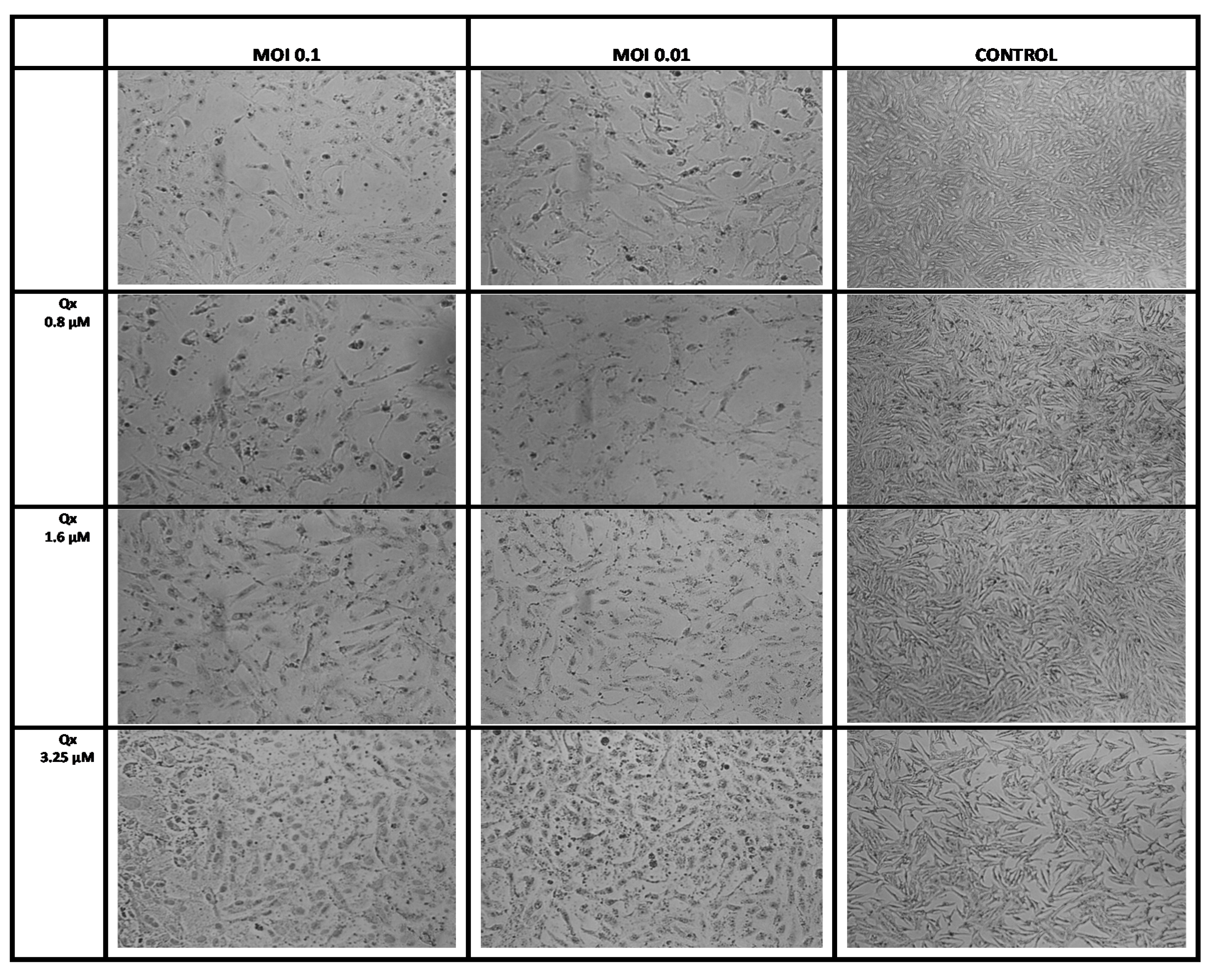 Viruses 13 00121 g004