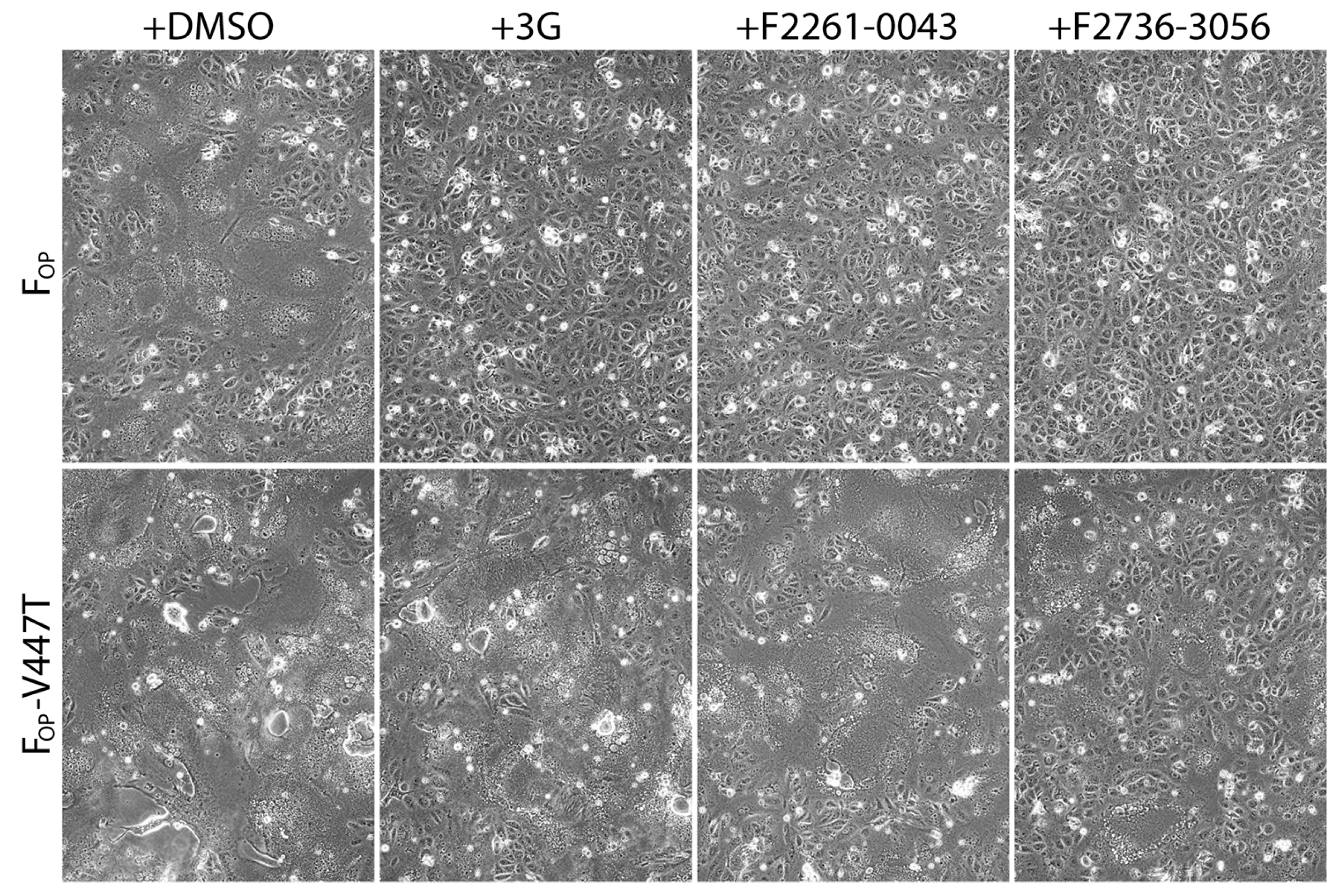 Viruses 13 00128 g004