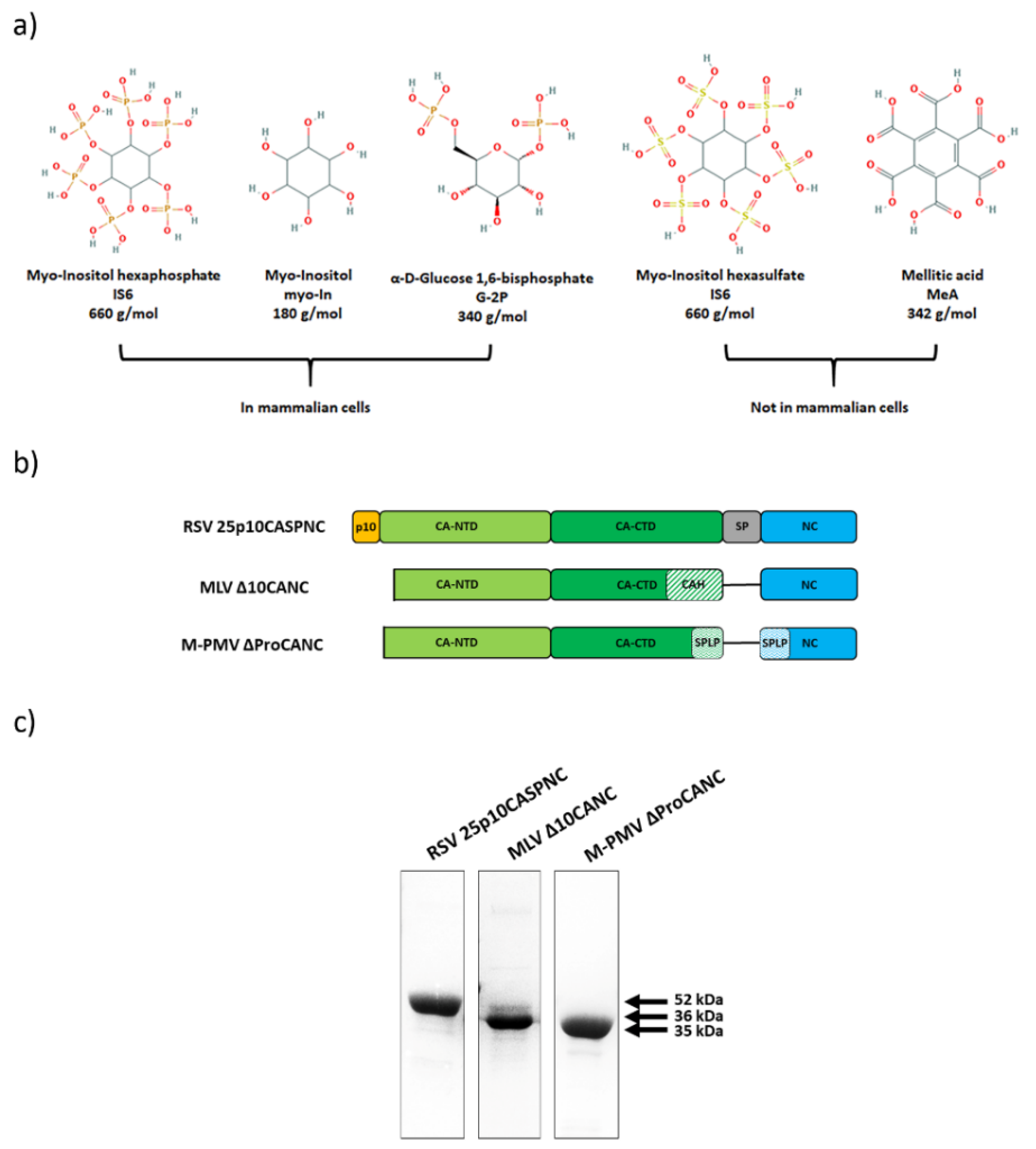 Viruses 13 00129 g001