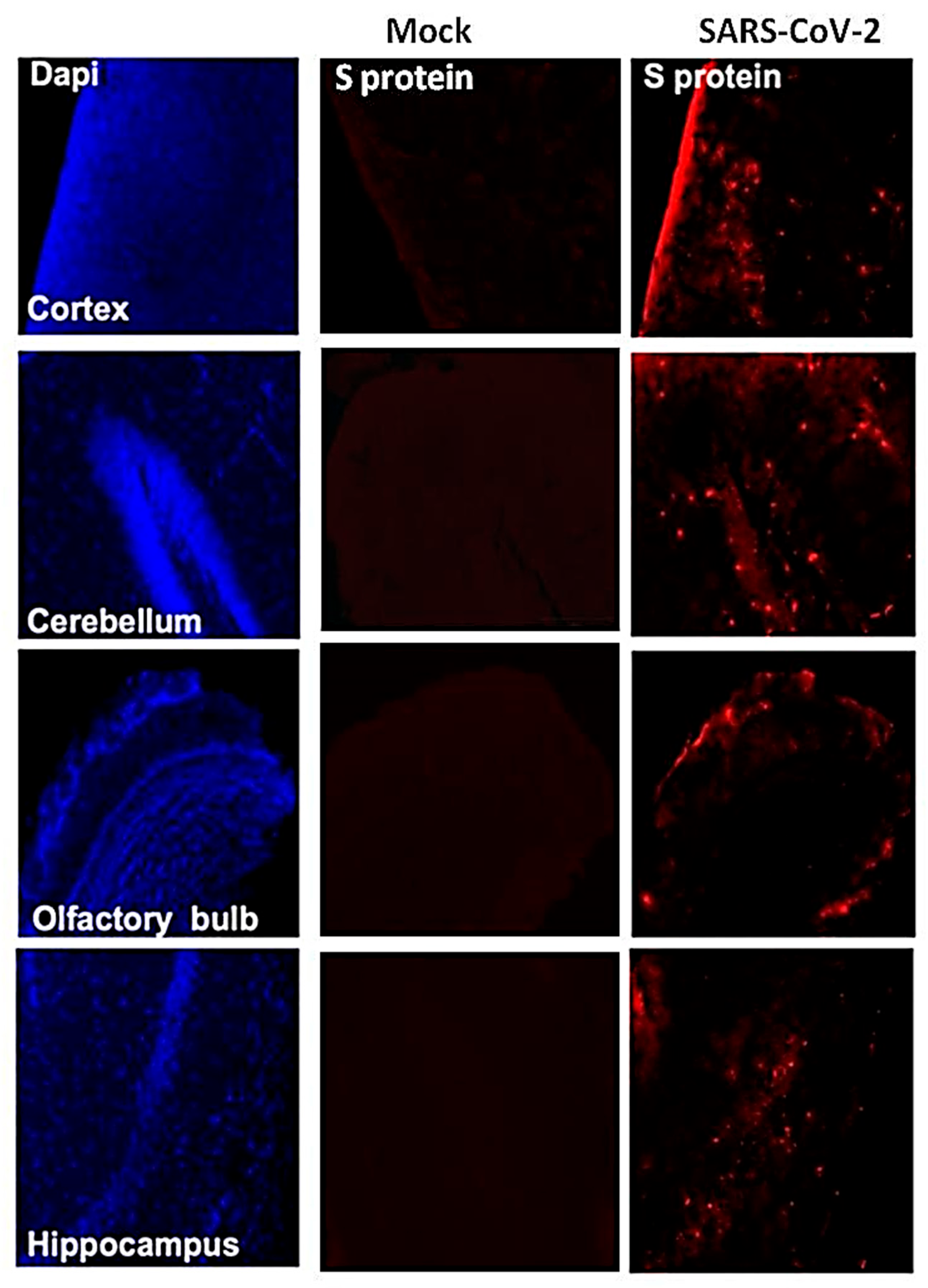 Viruses 13 00132 g005