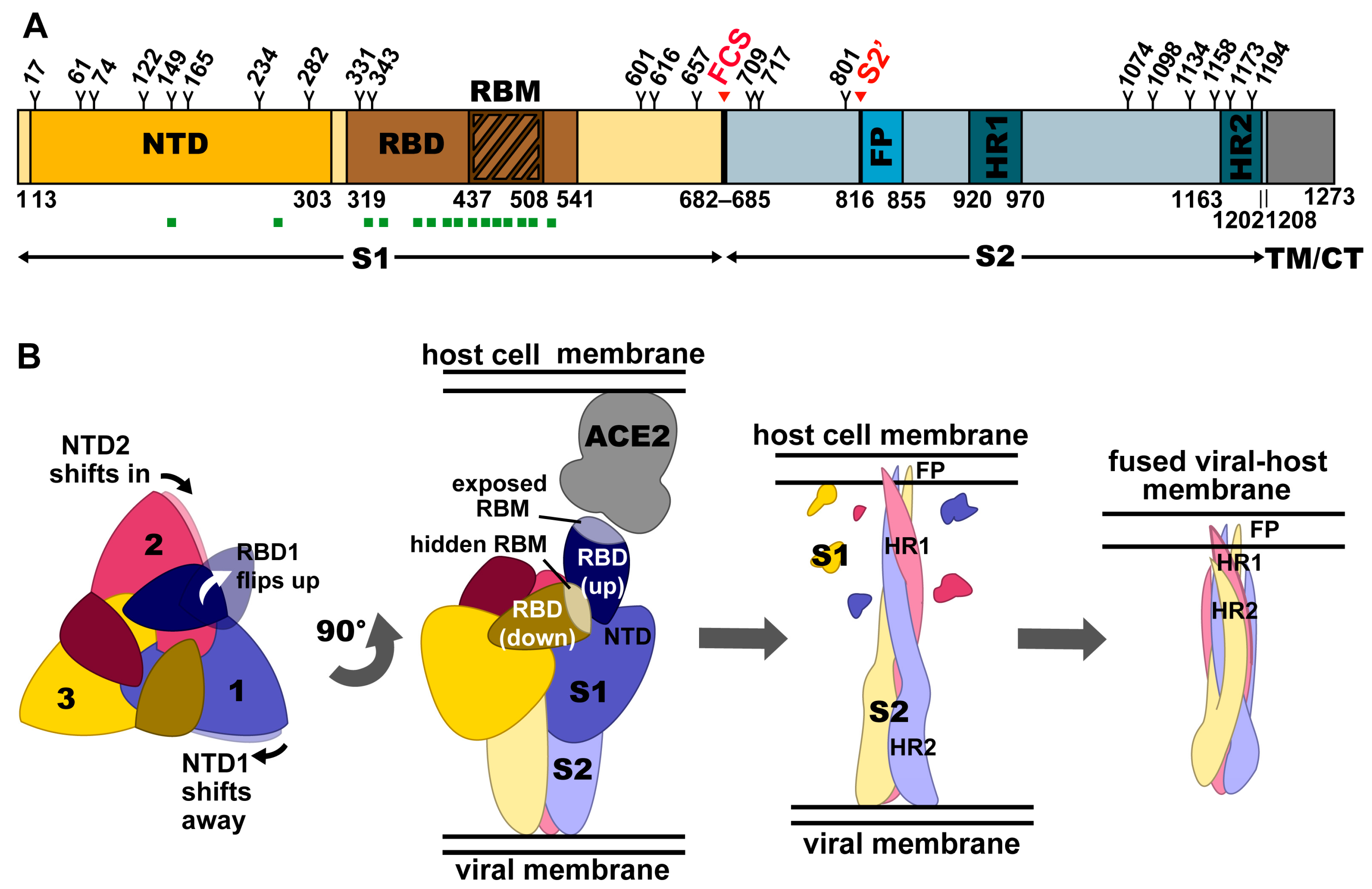Viruses 13 00134 g001 Viruses 13 00134 g001