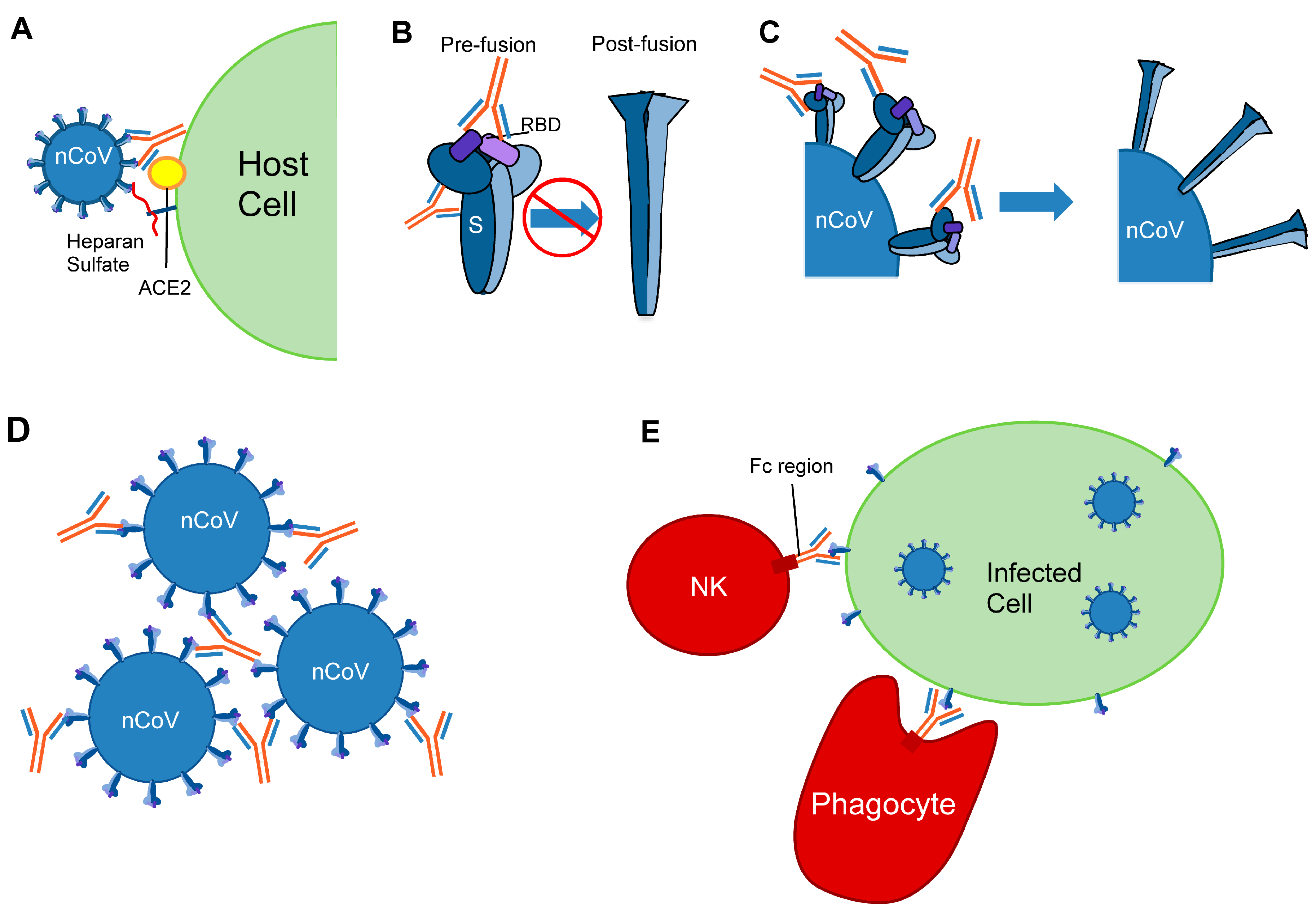 Viruses 13 00134 g002 Viruses 13 00134 g002