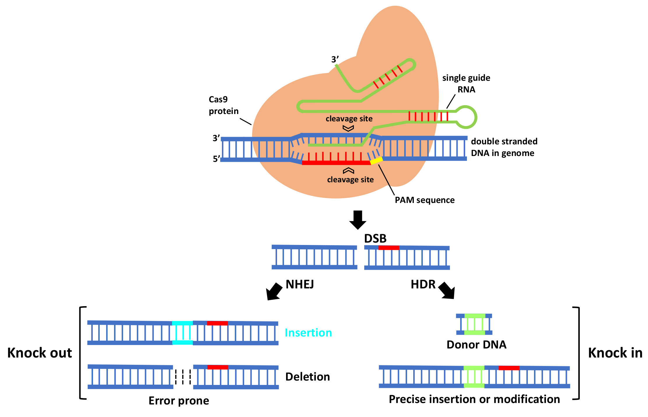 Viruses 13 00141 g001
