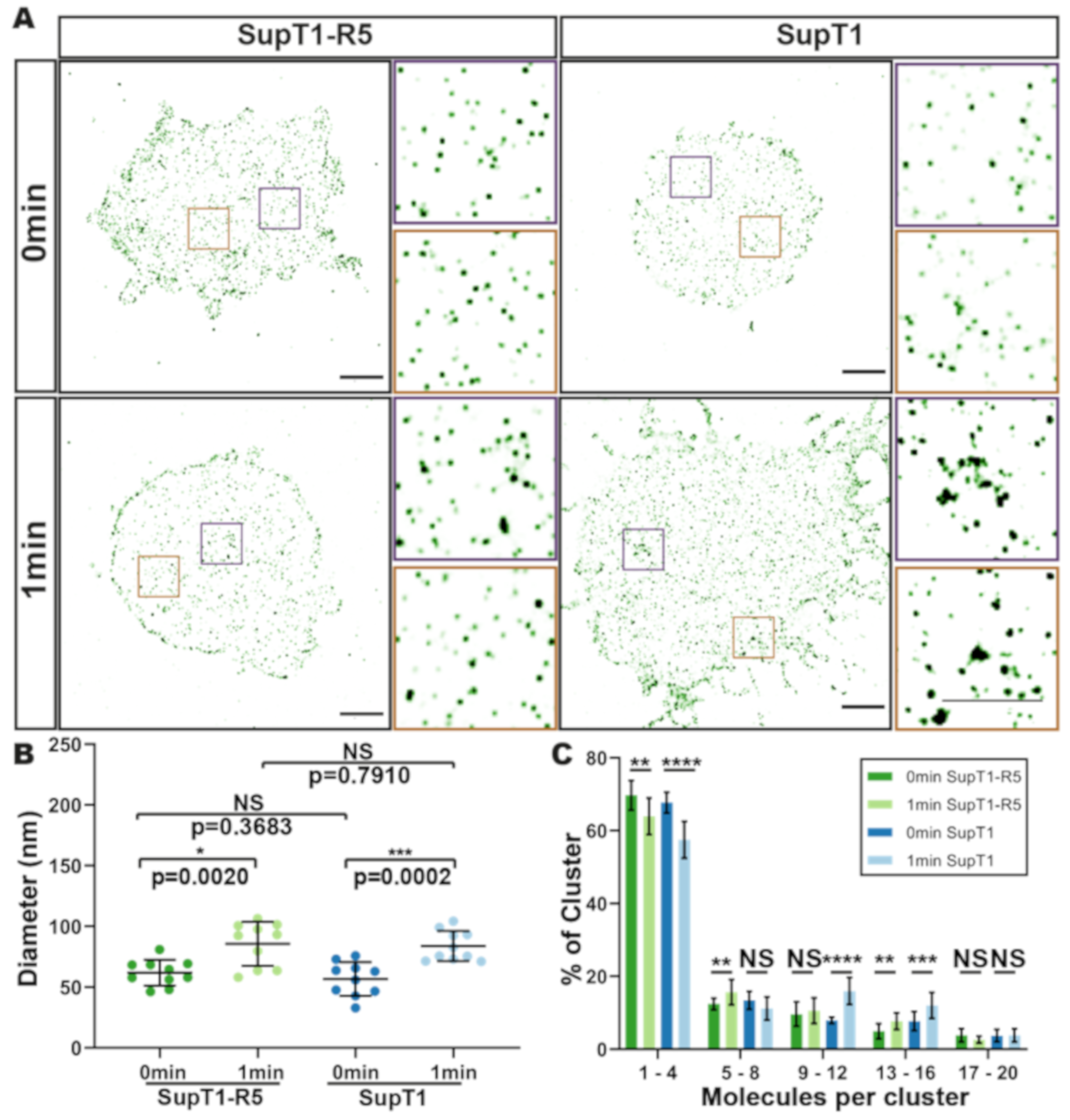Viruses 13 00142 g005