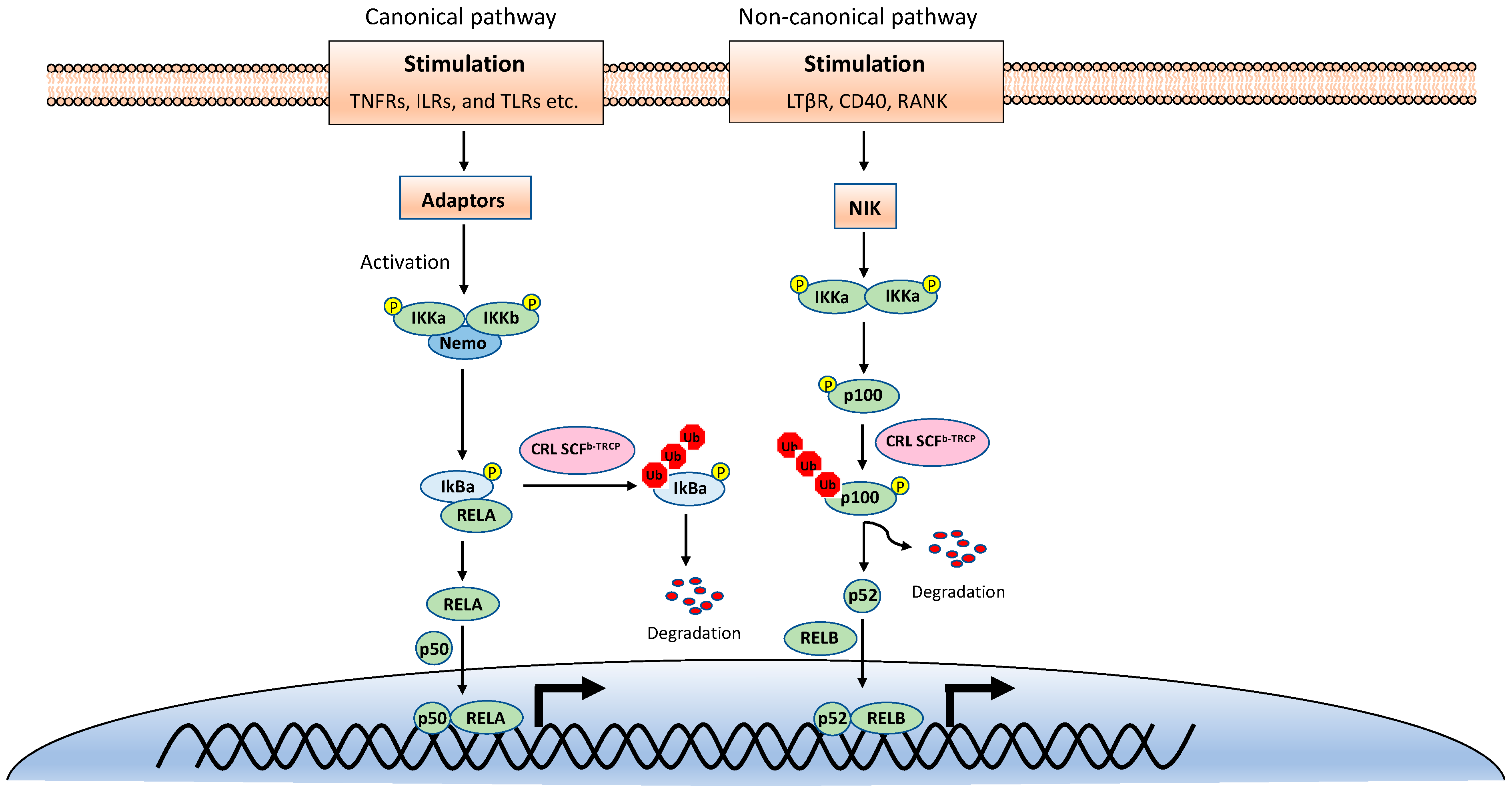 Viruses 13 00145 g001