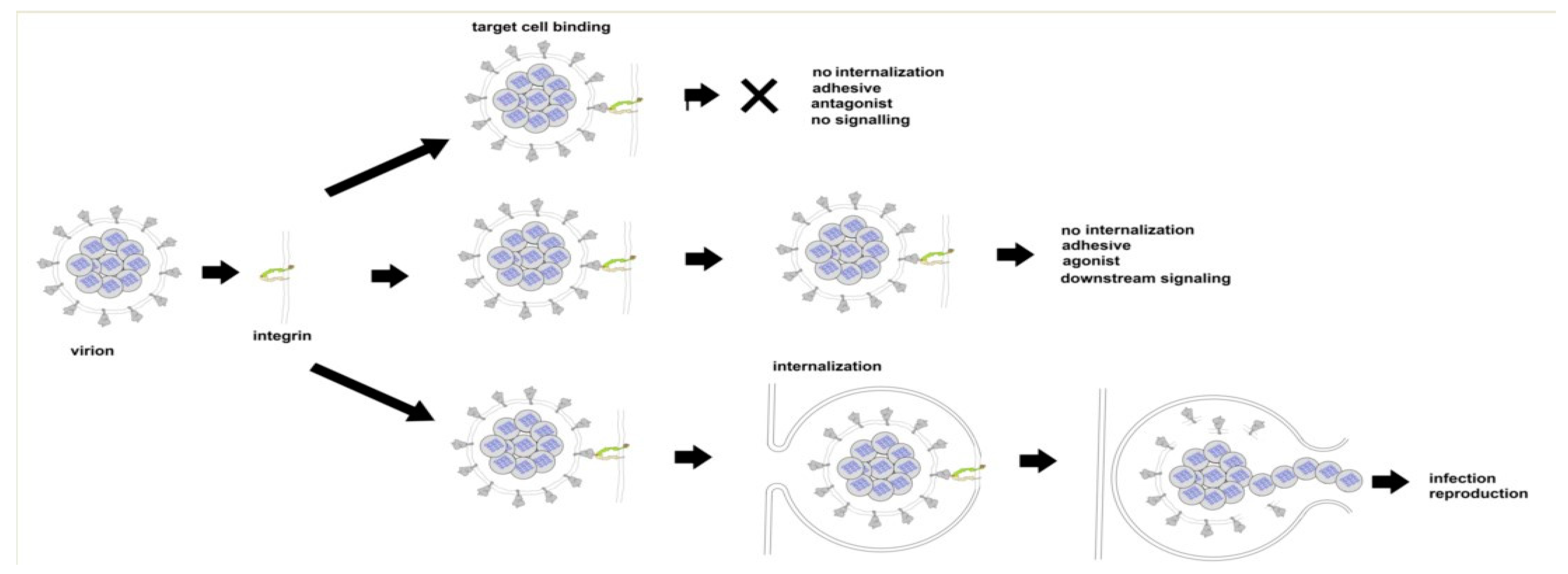 Viruses 13 00146 g006 Viruses 13 00146 g006