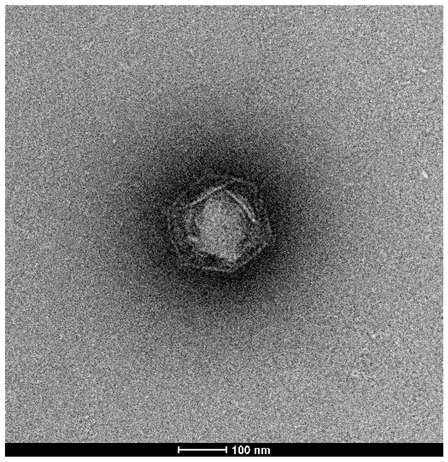 Viruses 13 00148 g001