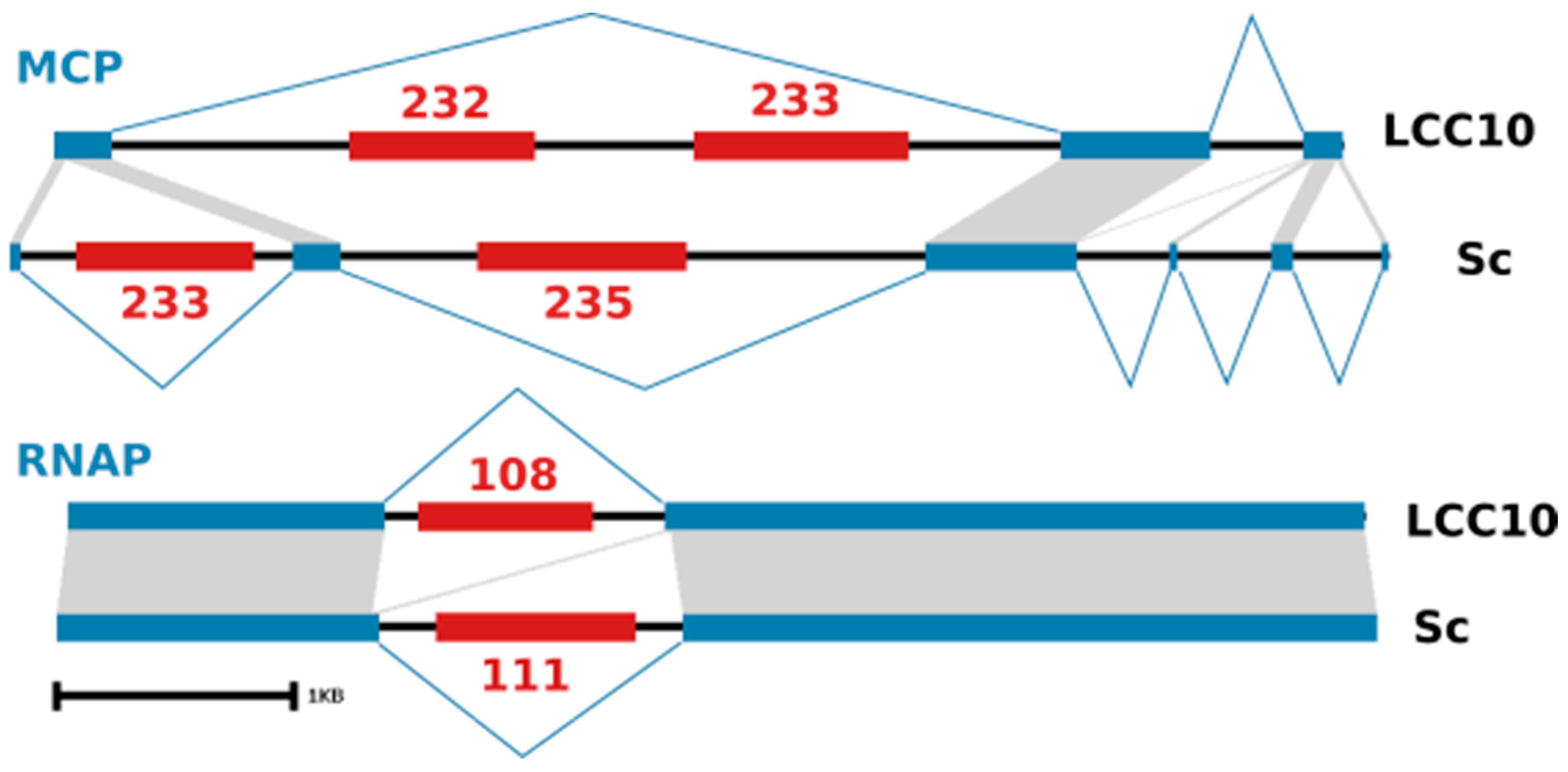 Viruses 13 00148 g004