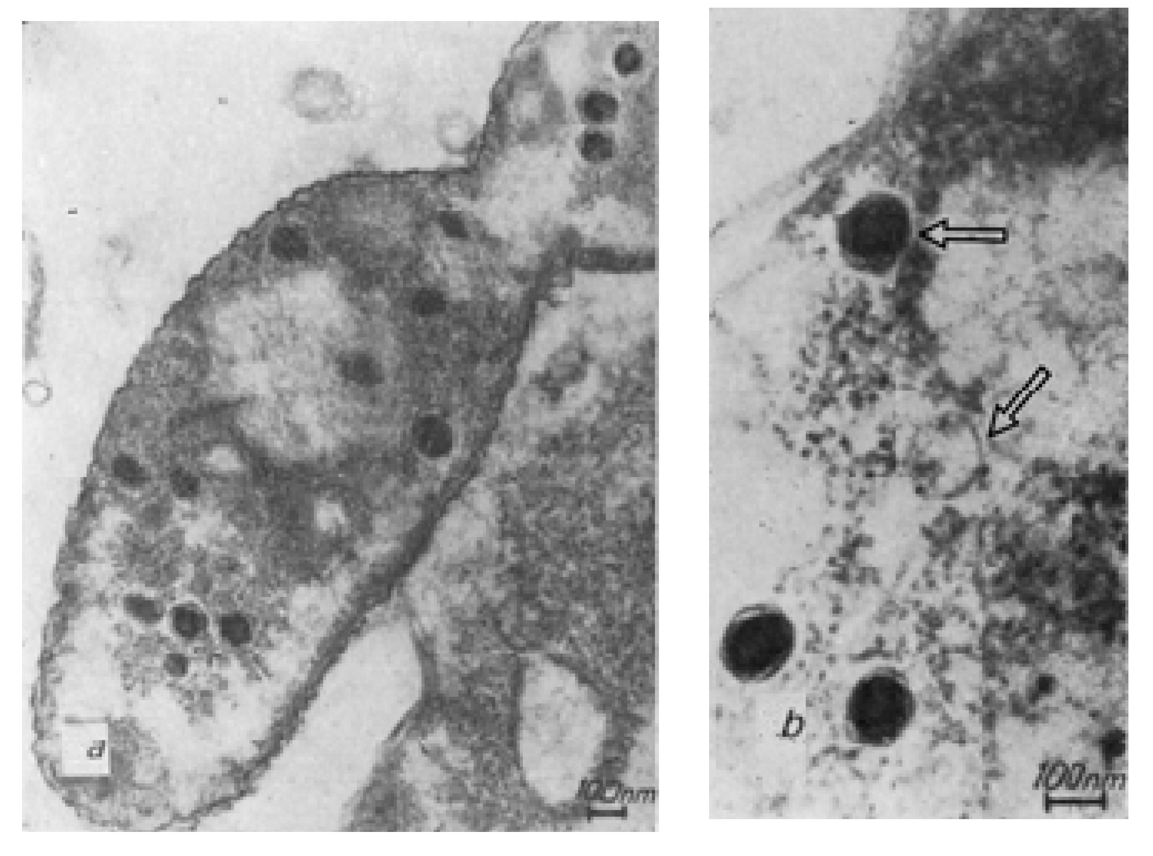 Viruses 13 00149 g002