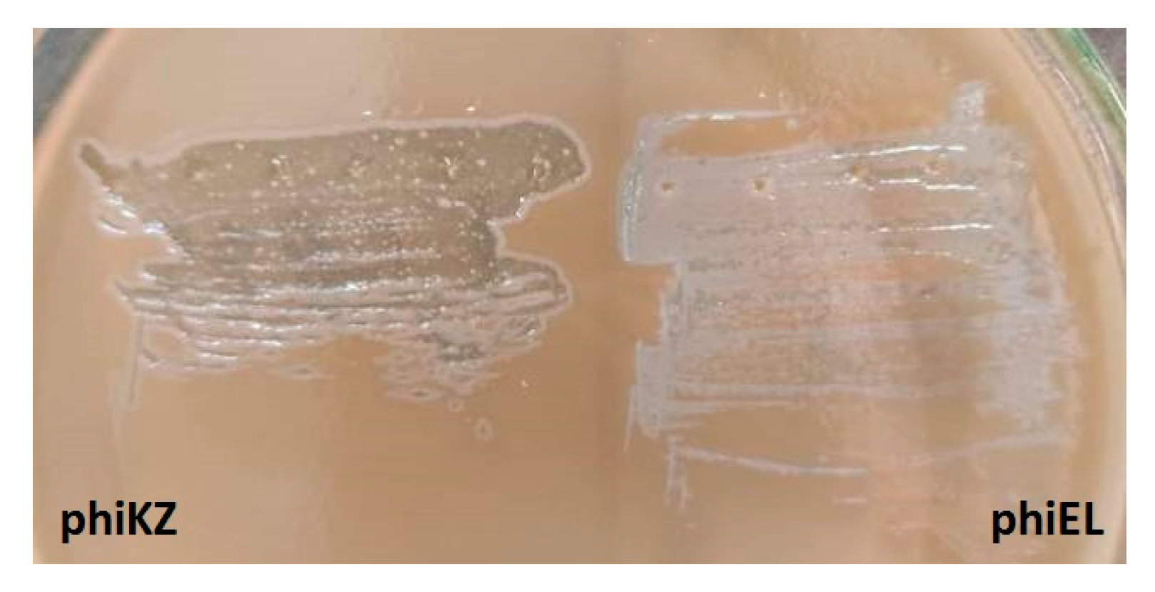 Viruses 13 00149 g003