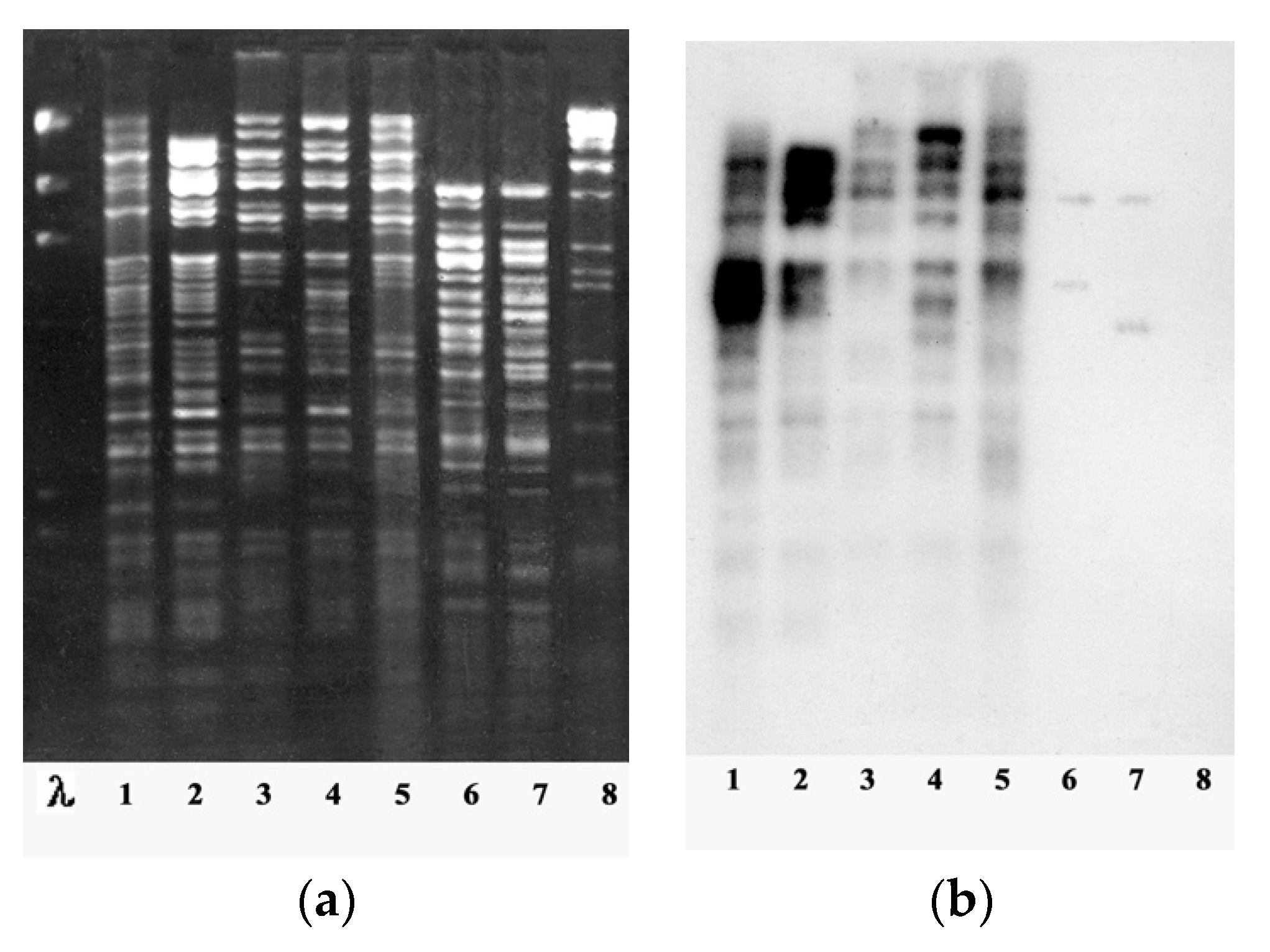 Viruses 13 00149 g004