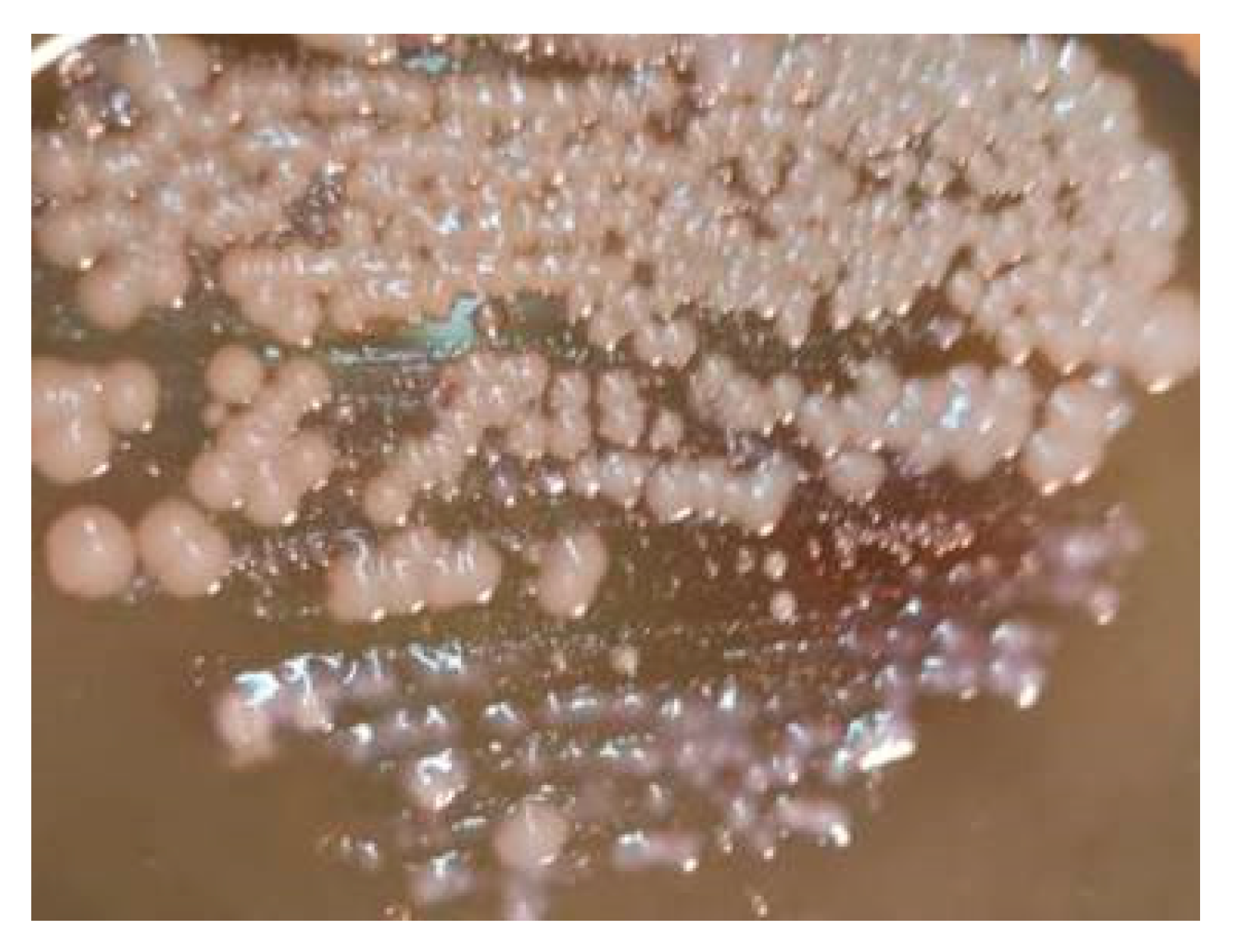 Viruses 13 00149 g005