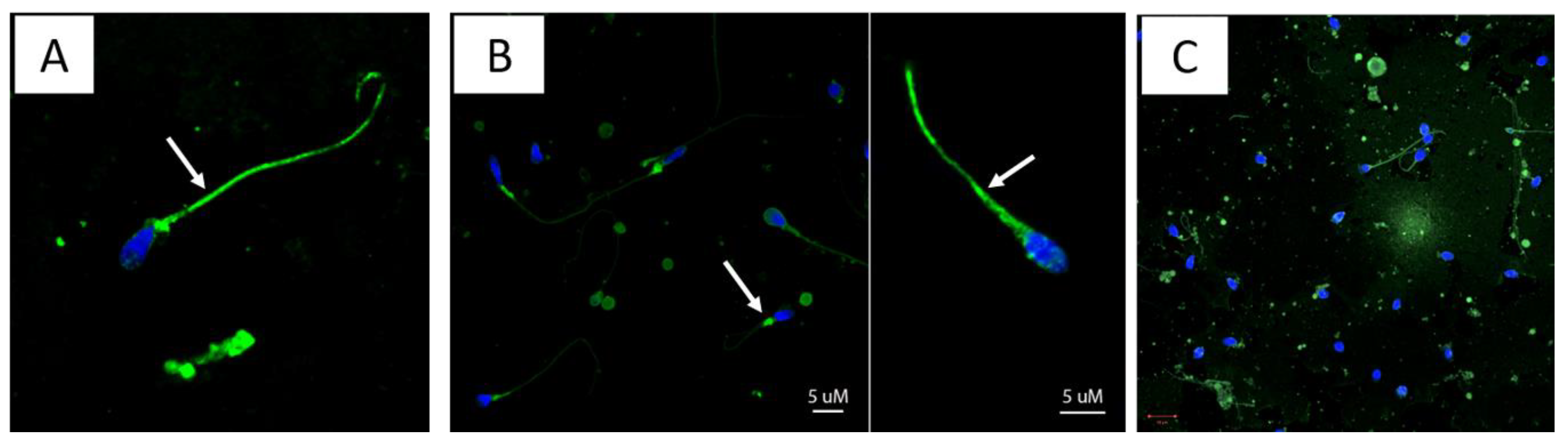 Viruses 13 00152 g002 Viruses 13 00152 g002