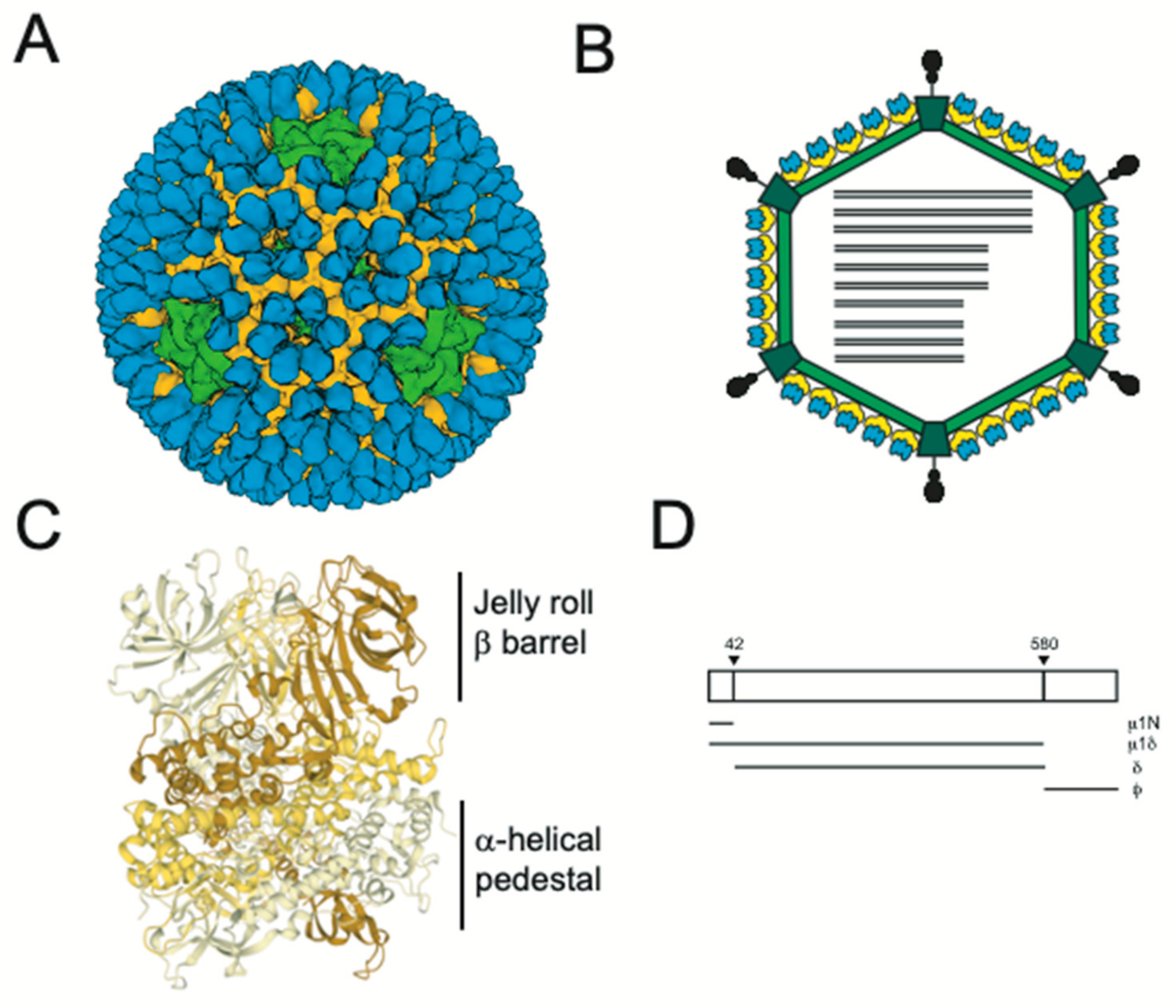 Viruses 13 00153 g001