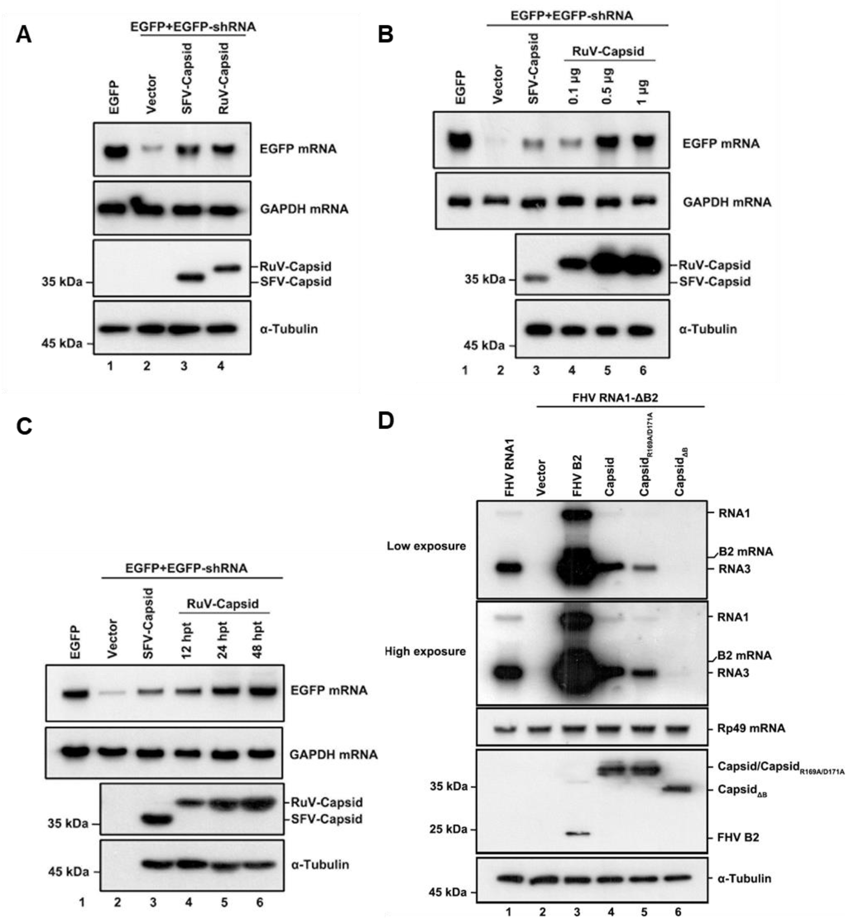 Viruses 13 00154 g001