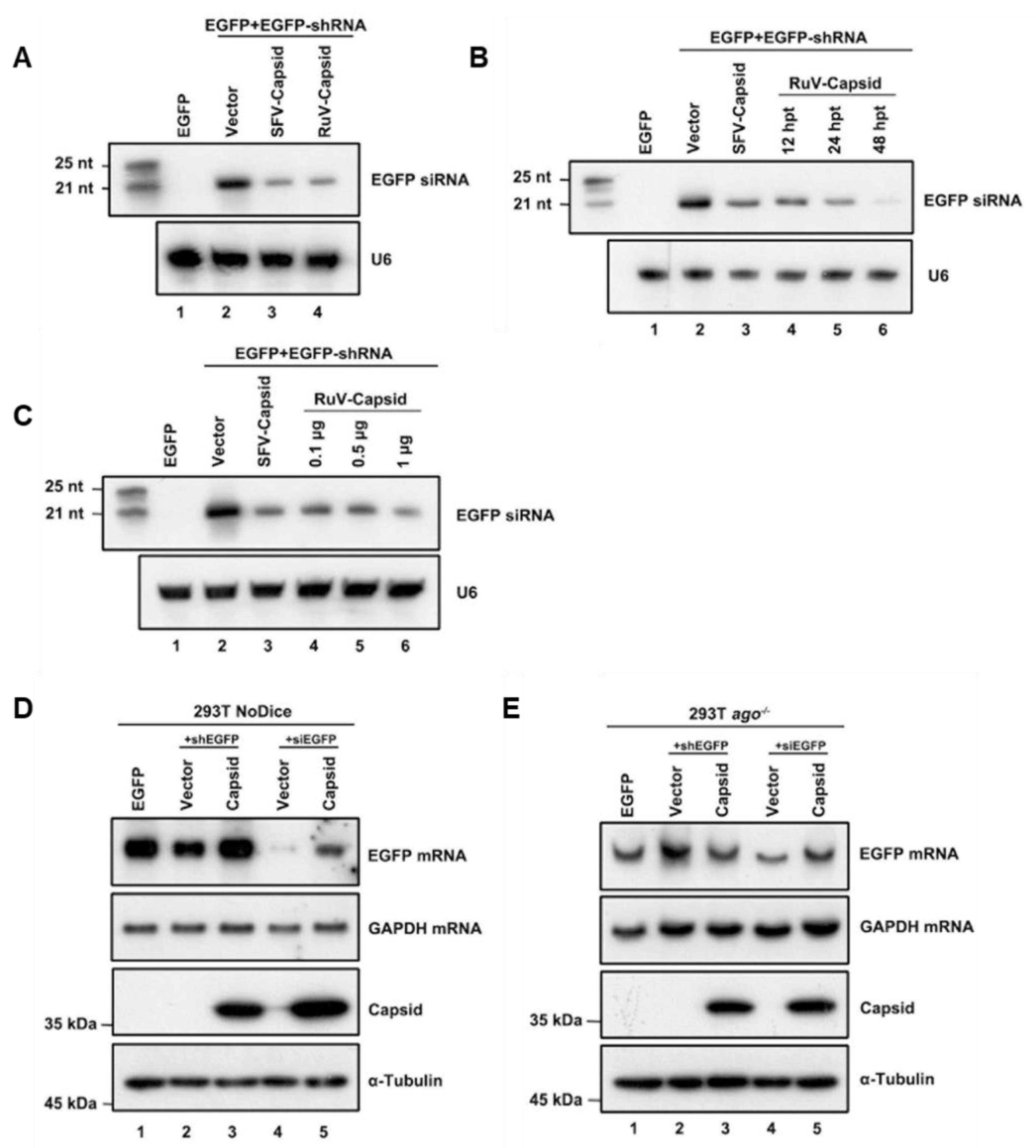 Viruses 13 00154 g002