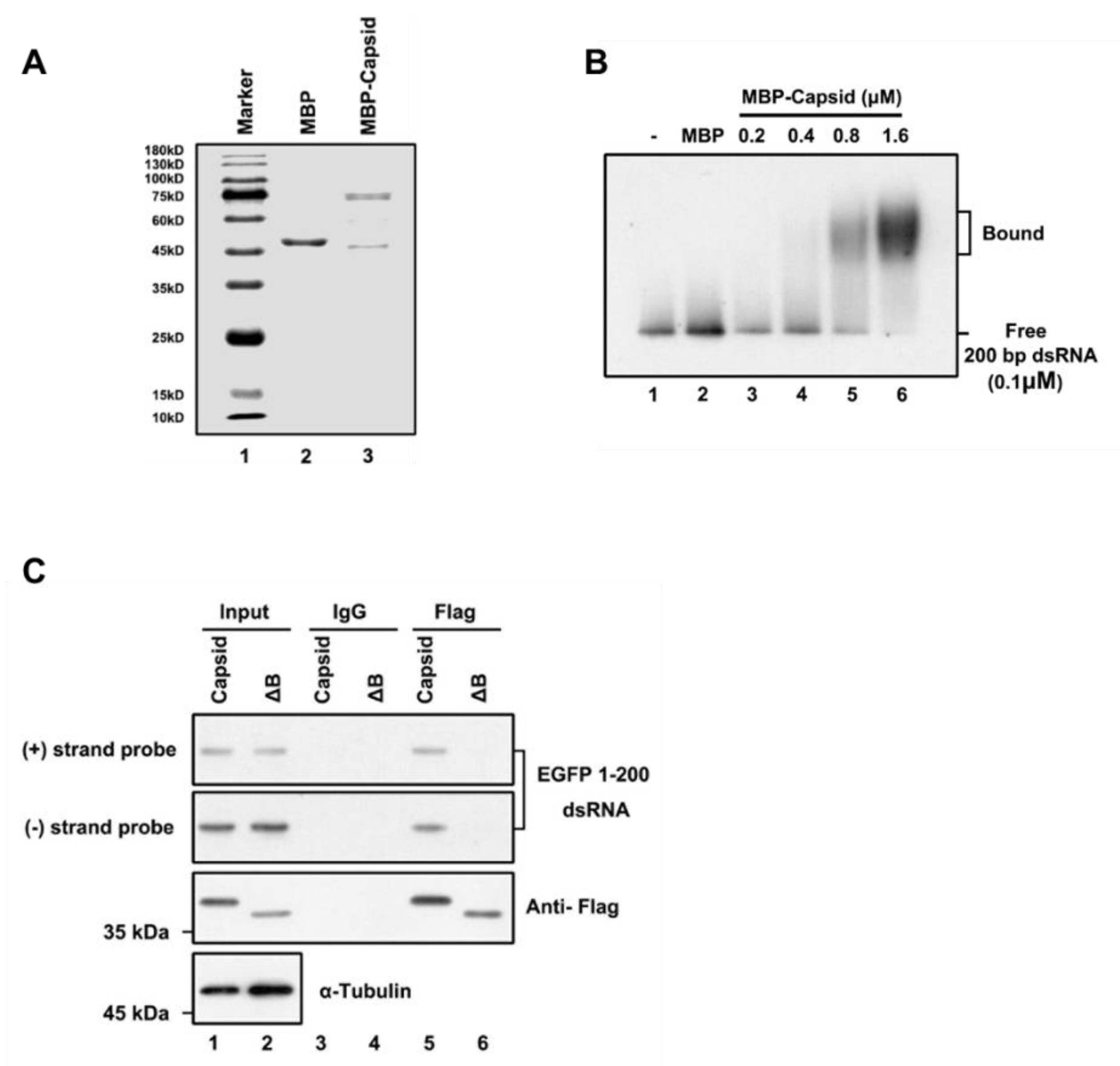 Viruses 13 00154 g003