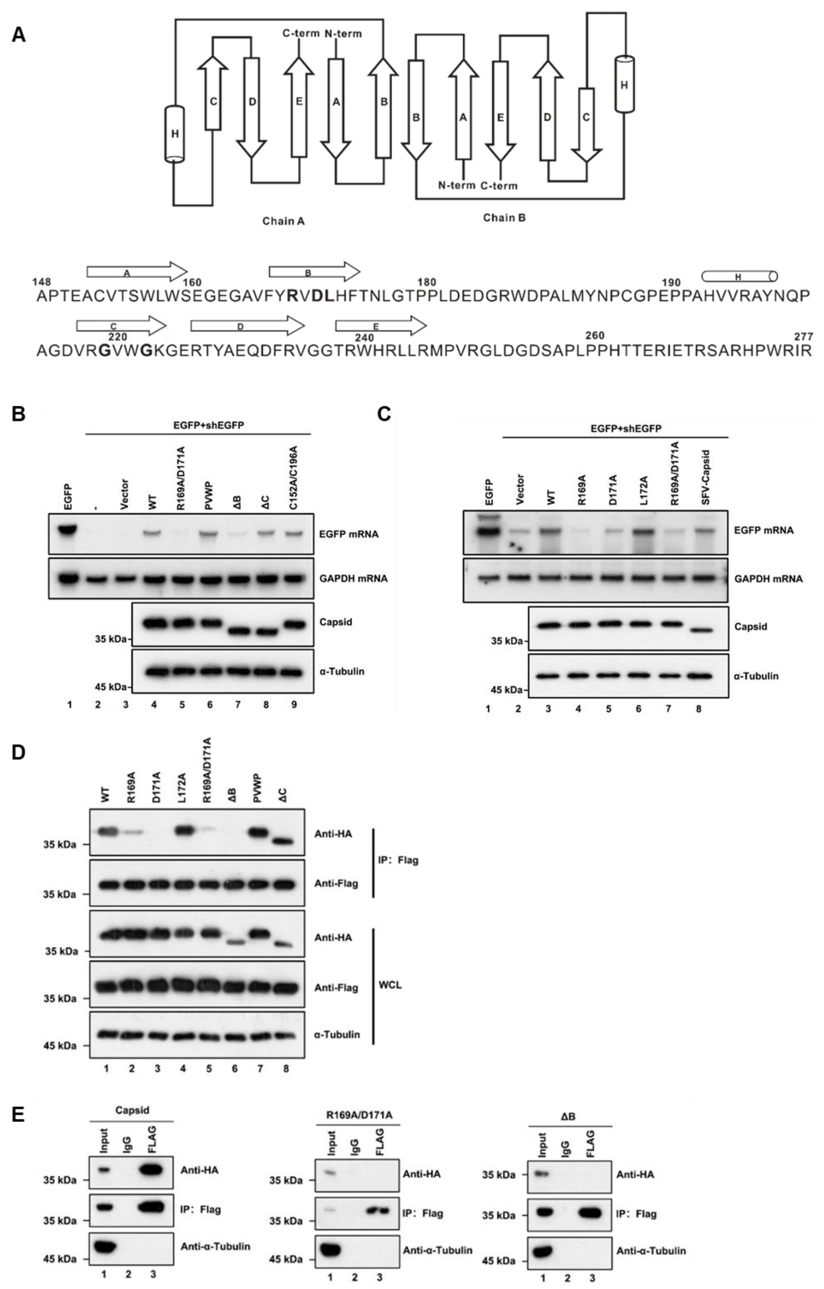 Viruses 13 00154 g004