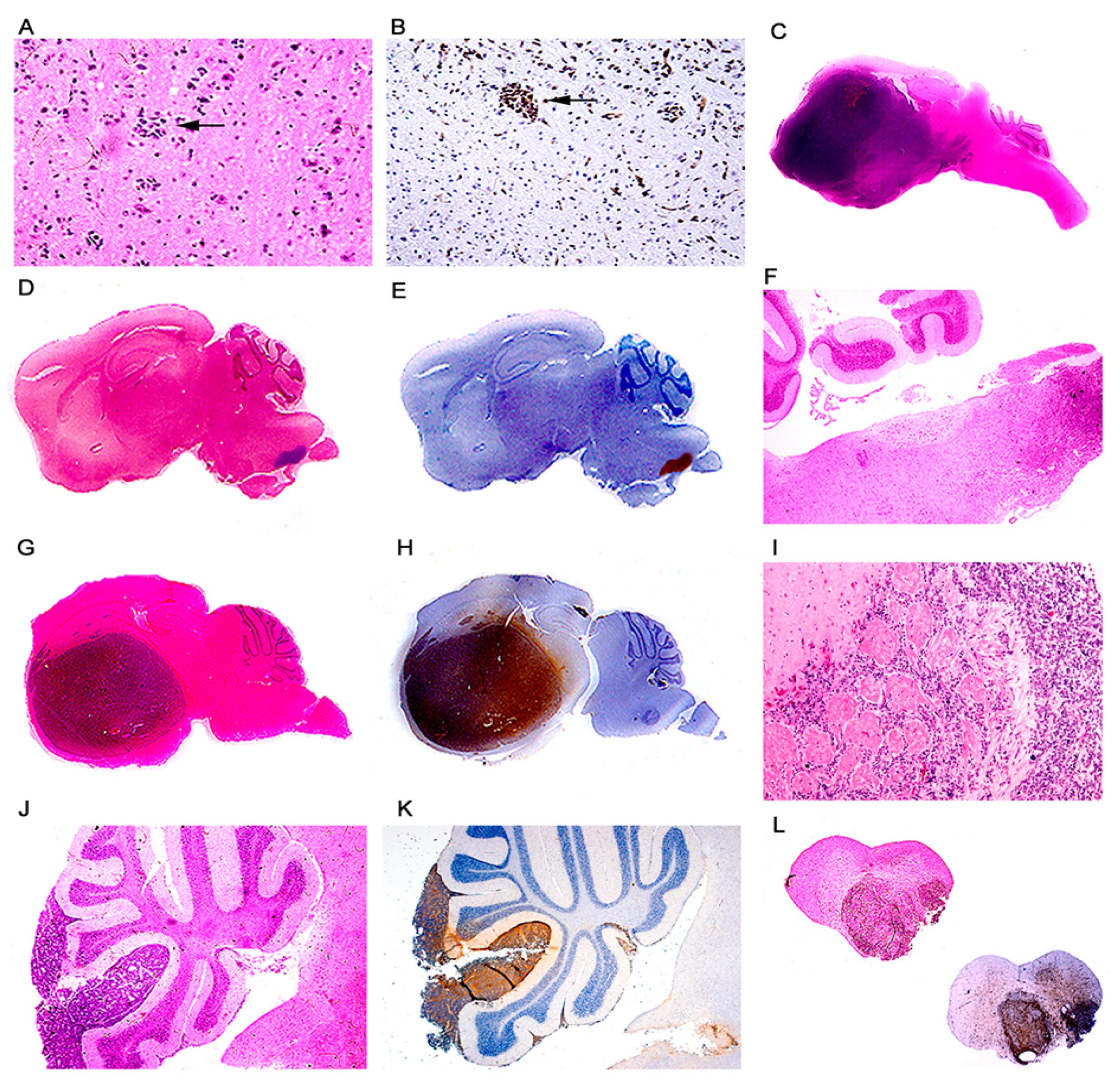 Viruses 13 00162 g002