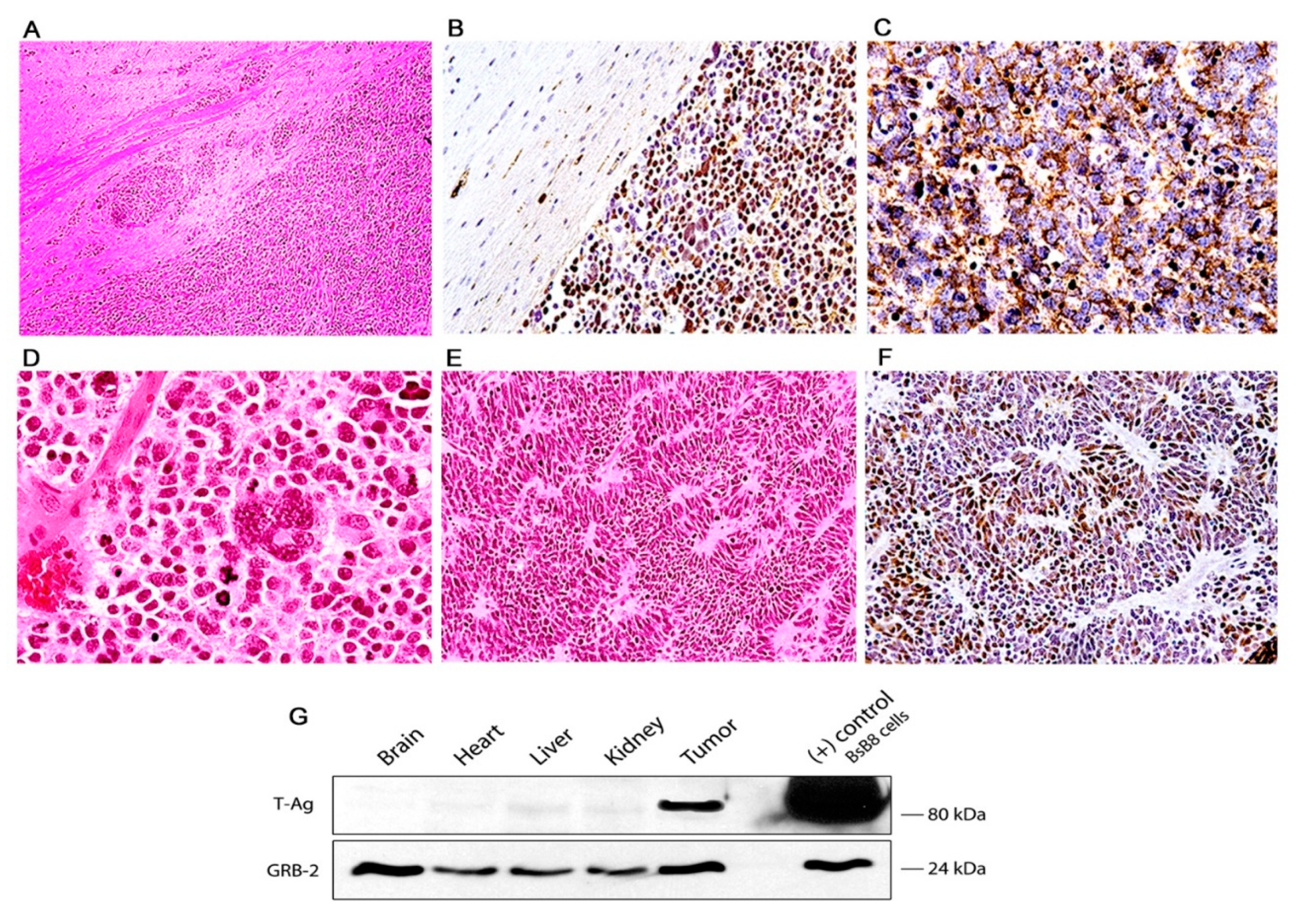 Viruses 13 00162 g003