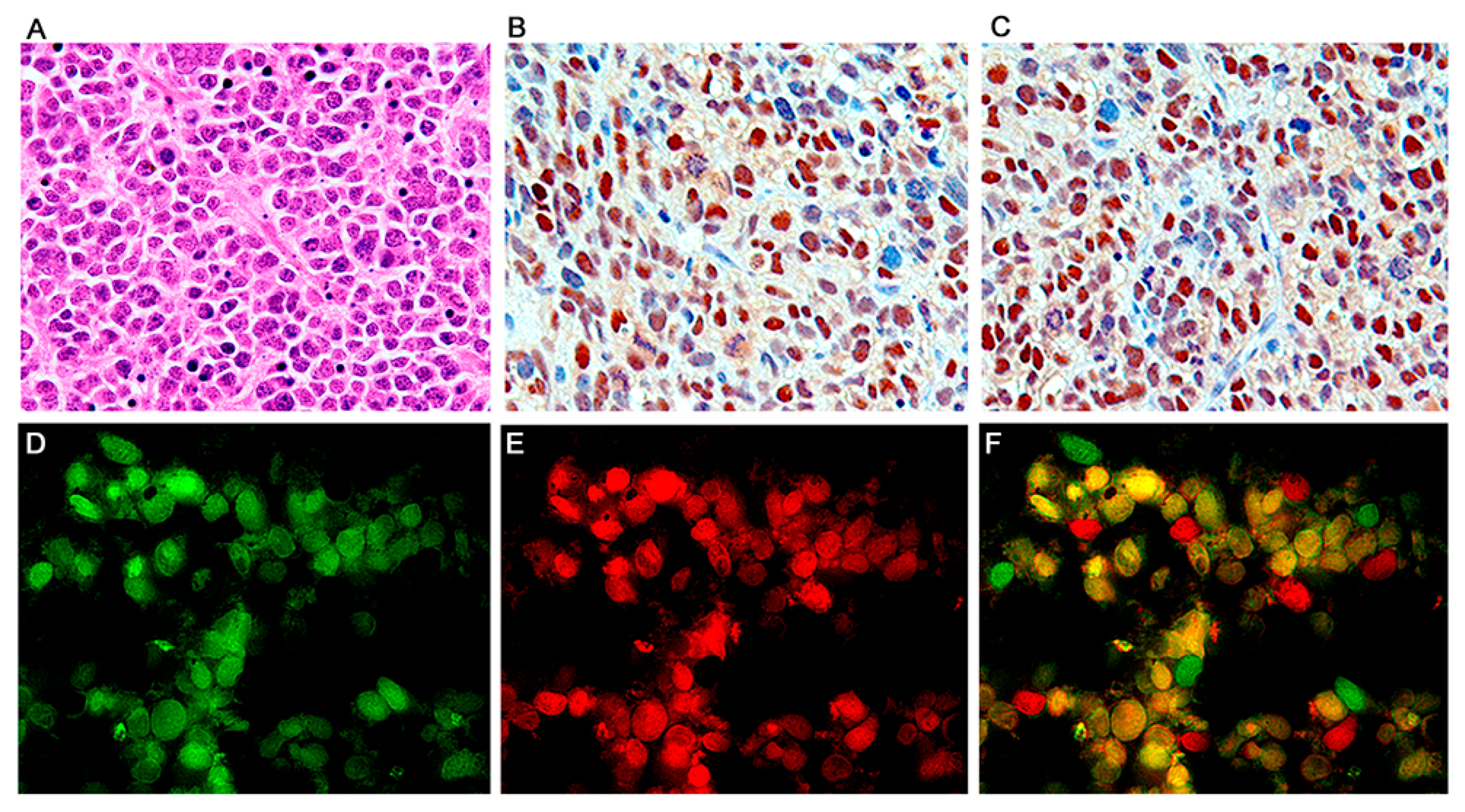 Viruses 13 00162 g004