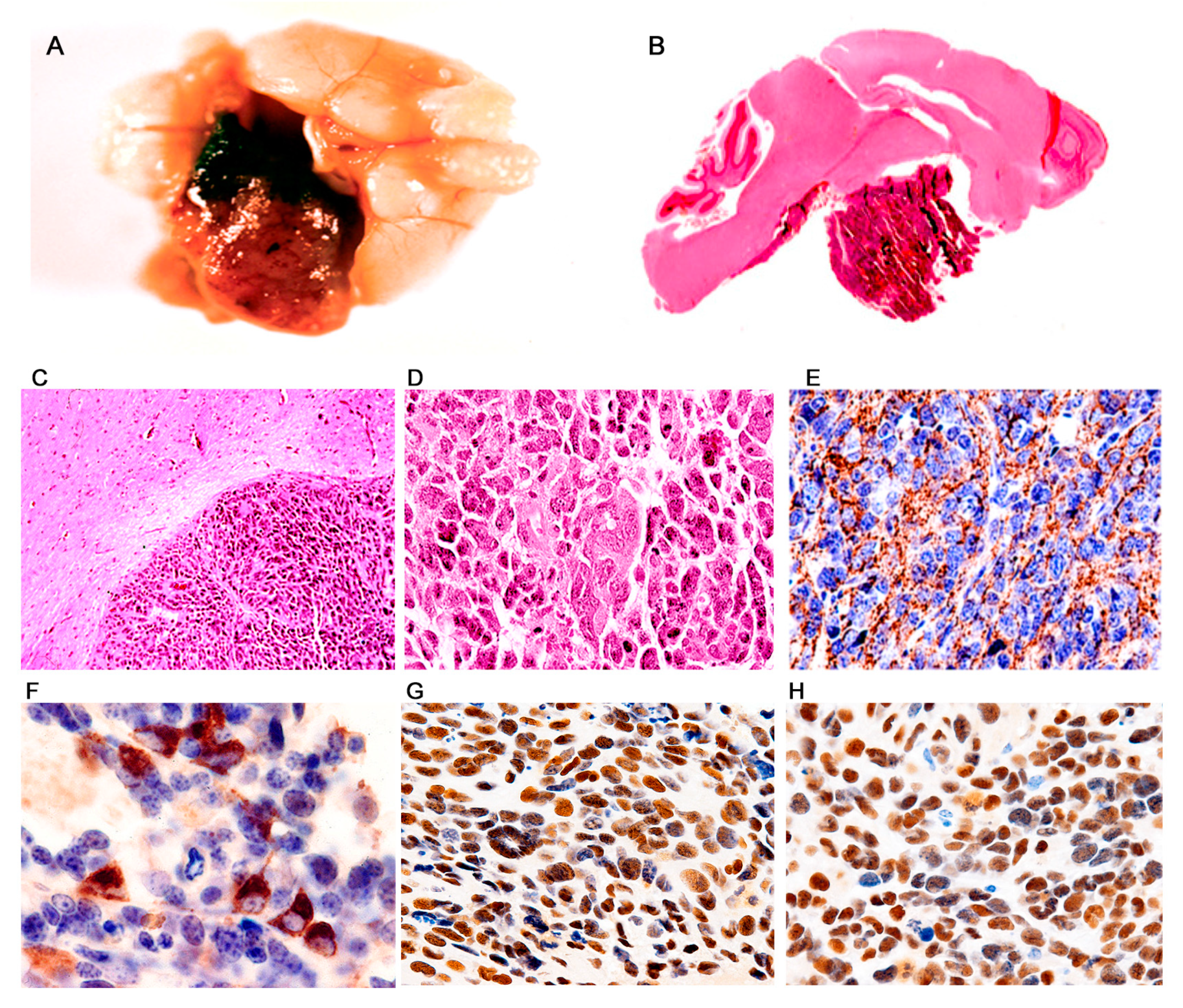 Viruses 13 00162 g005