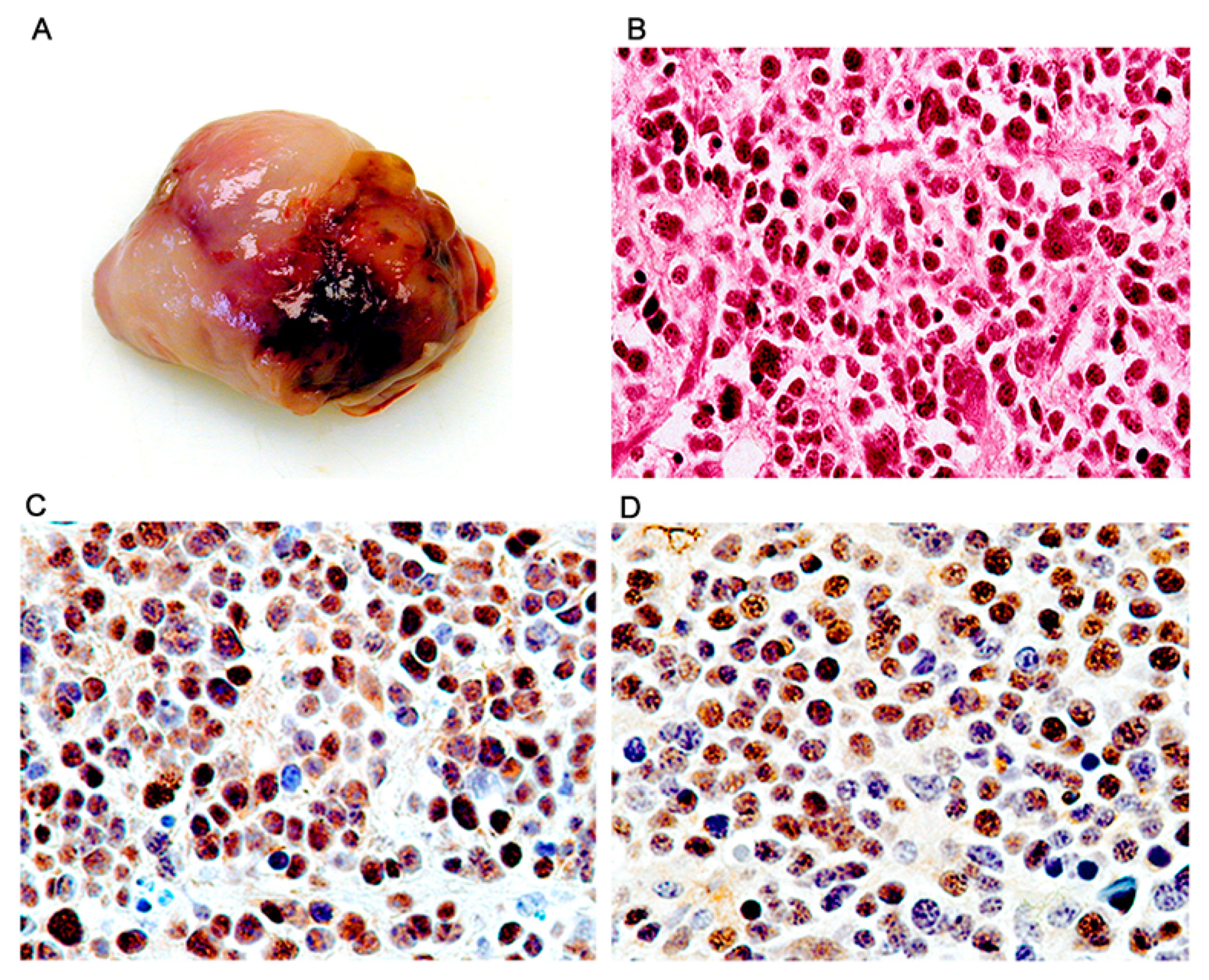 Viruses 13 00162 g007