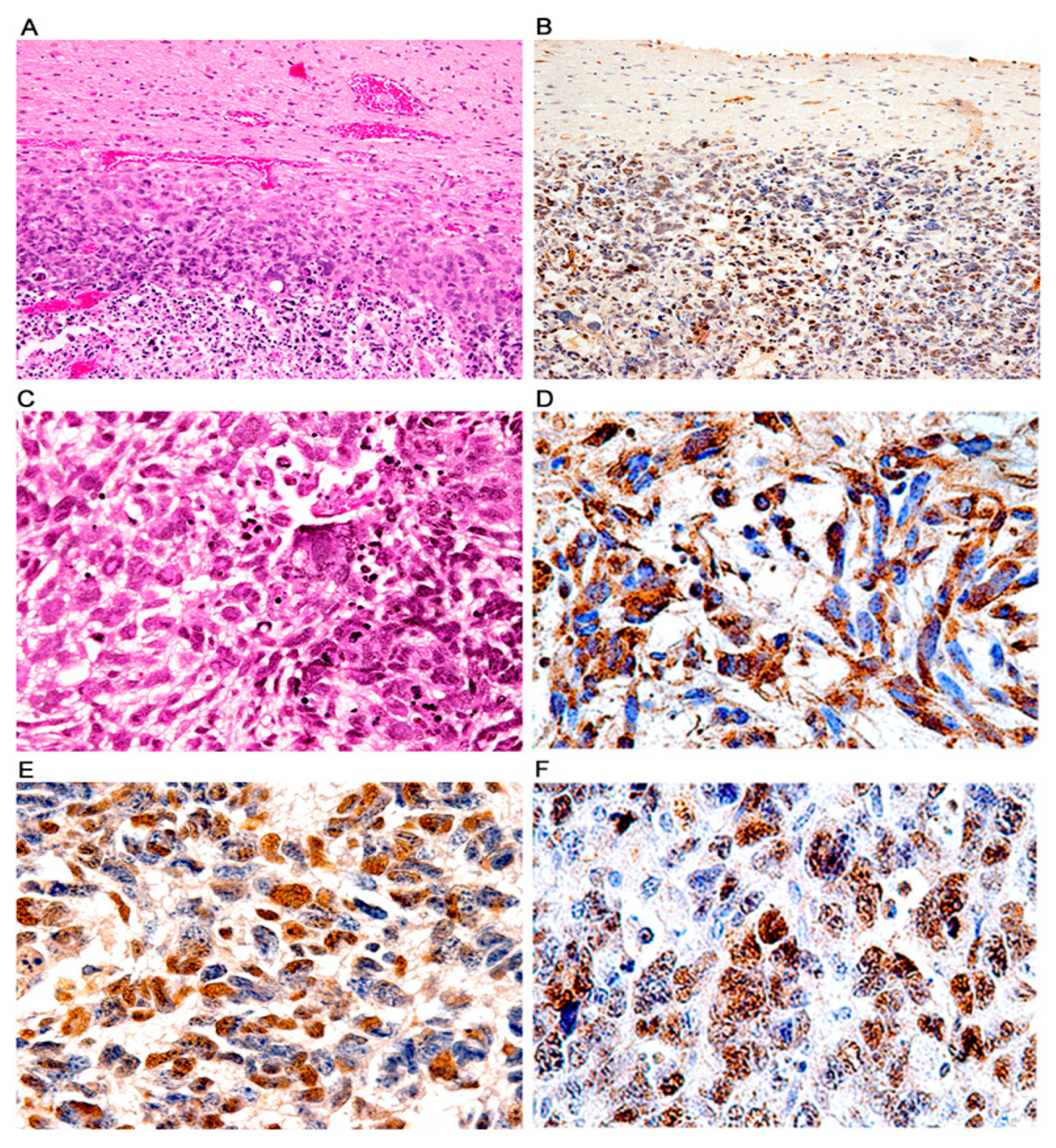 Viruses 13 00162 g008