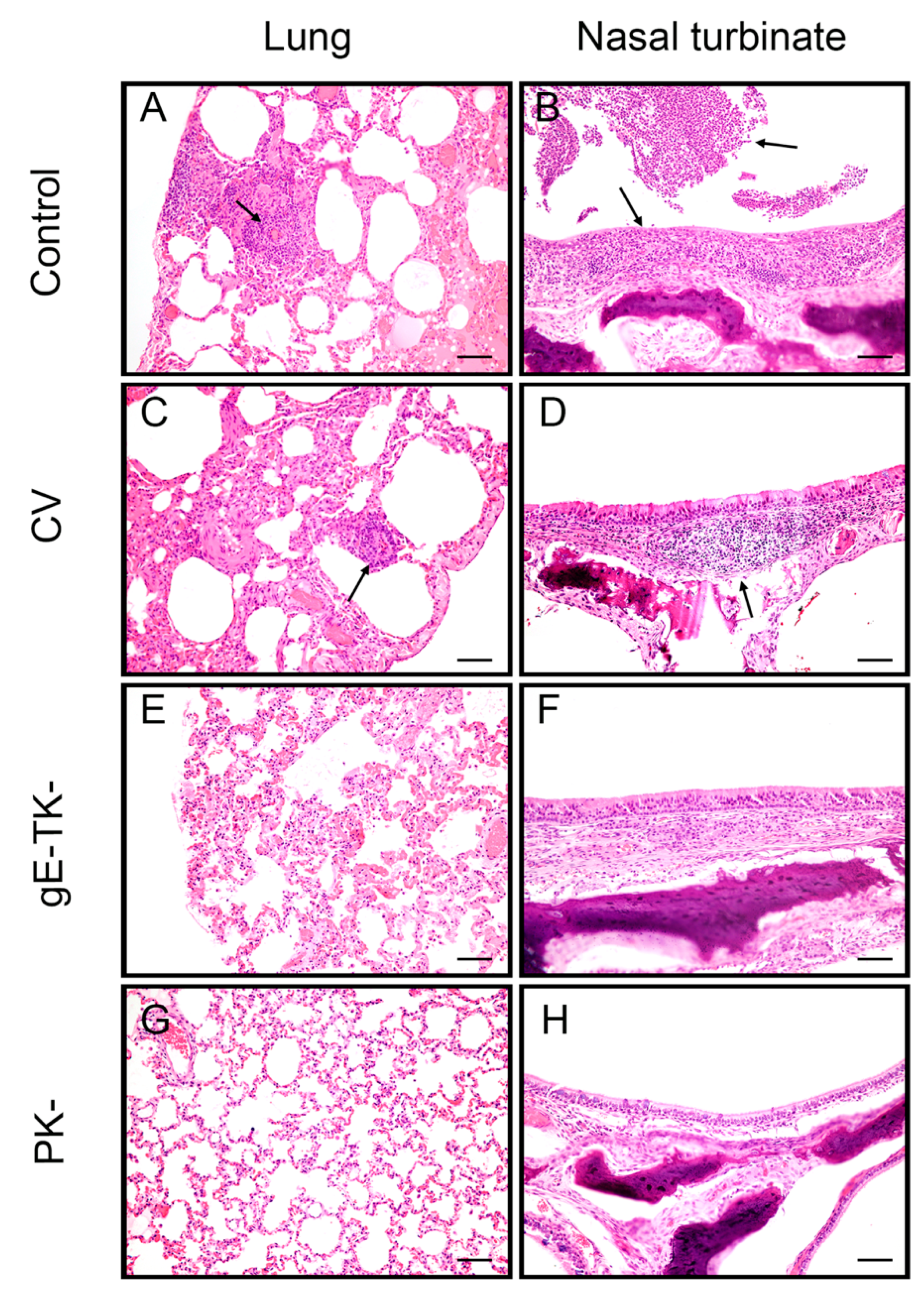 Viruses 13 00163 g007