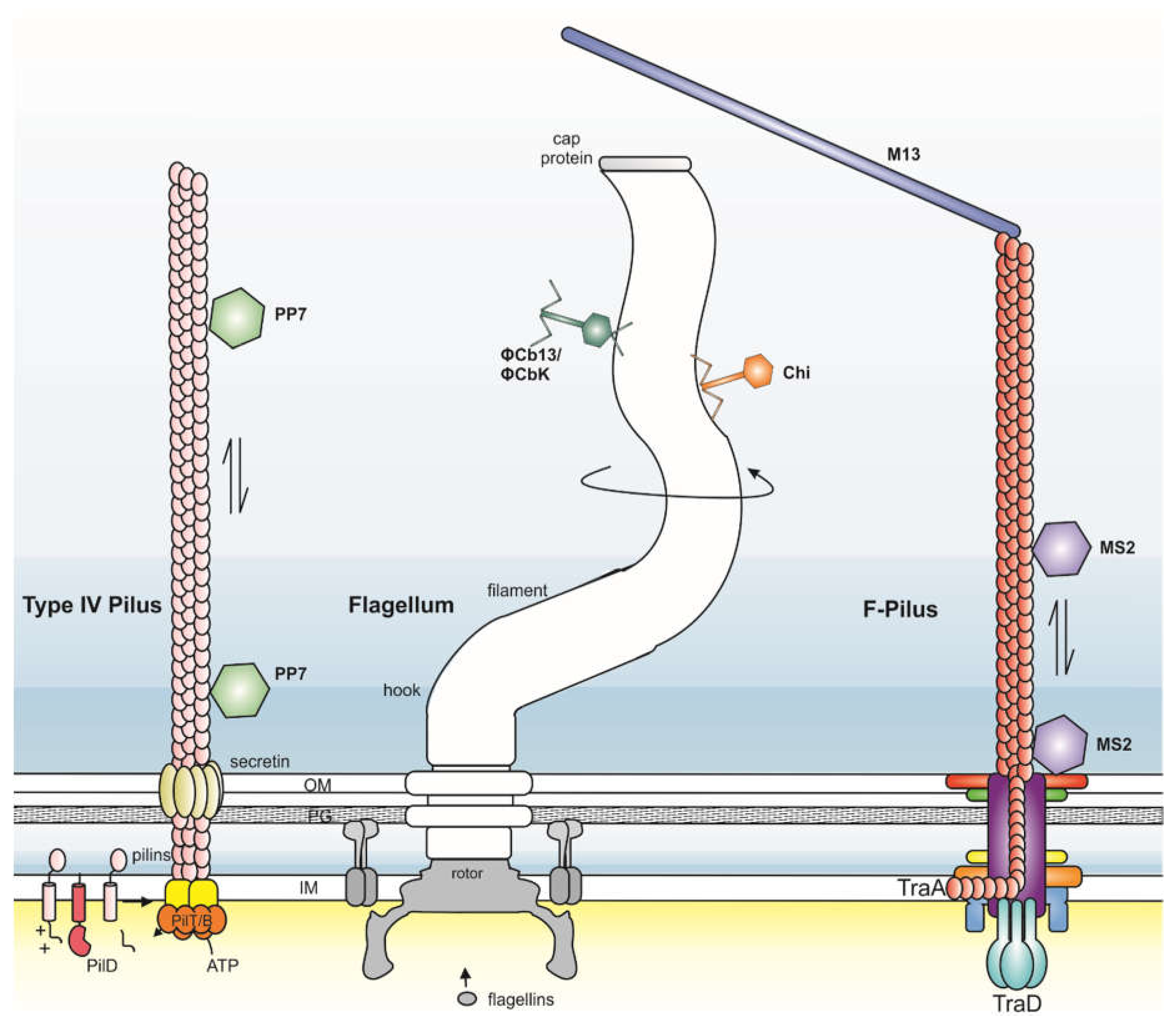 Viruses 13 00164 g002