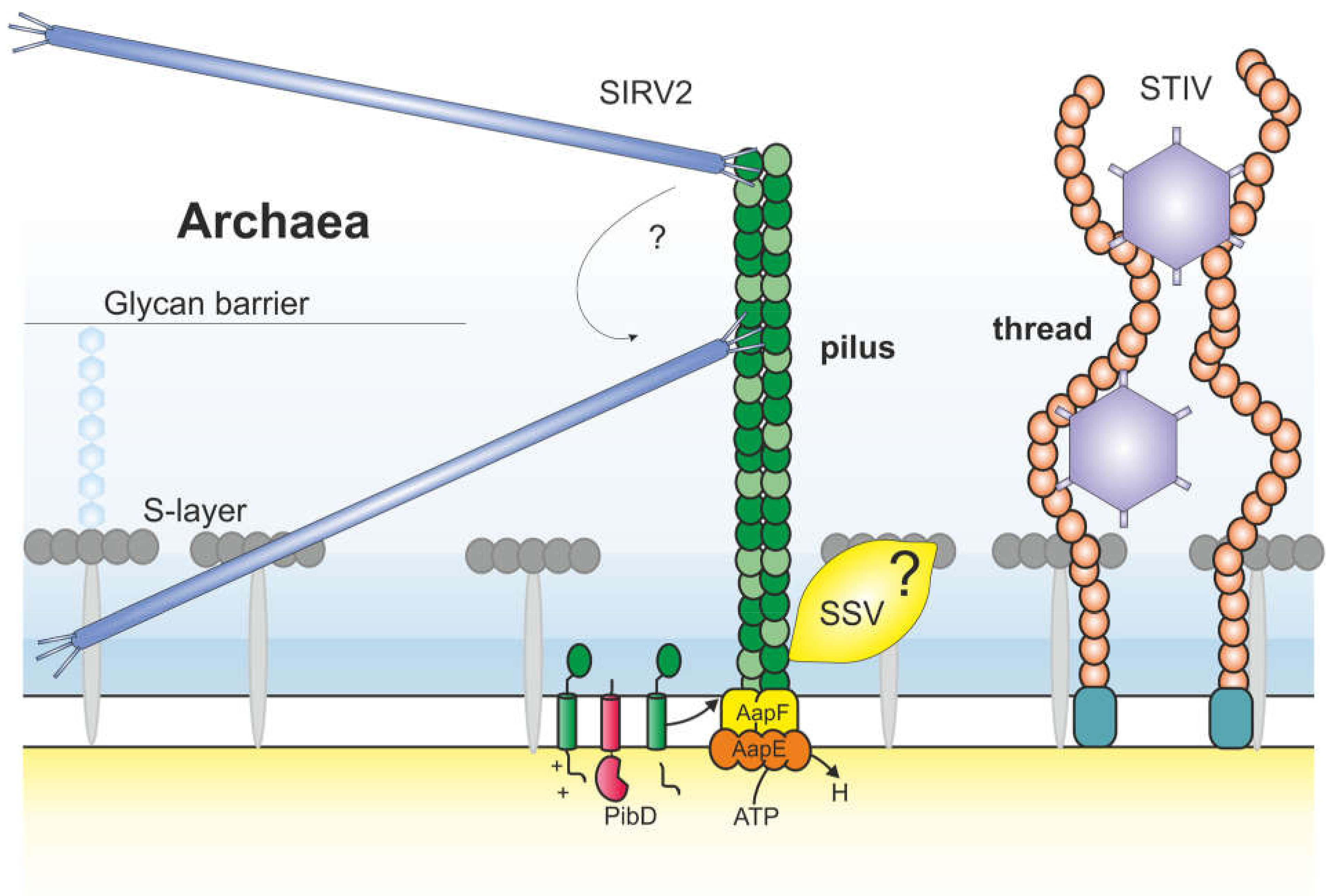 Viruses 13 00164 g003