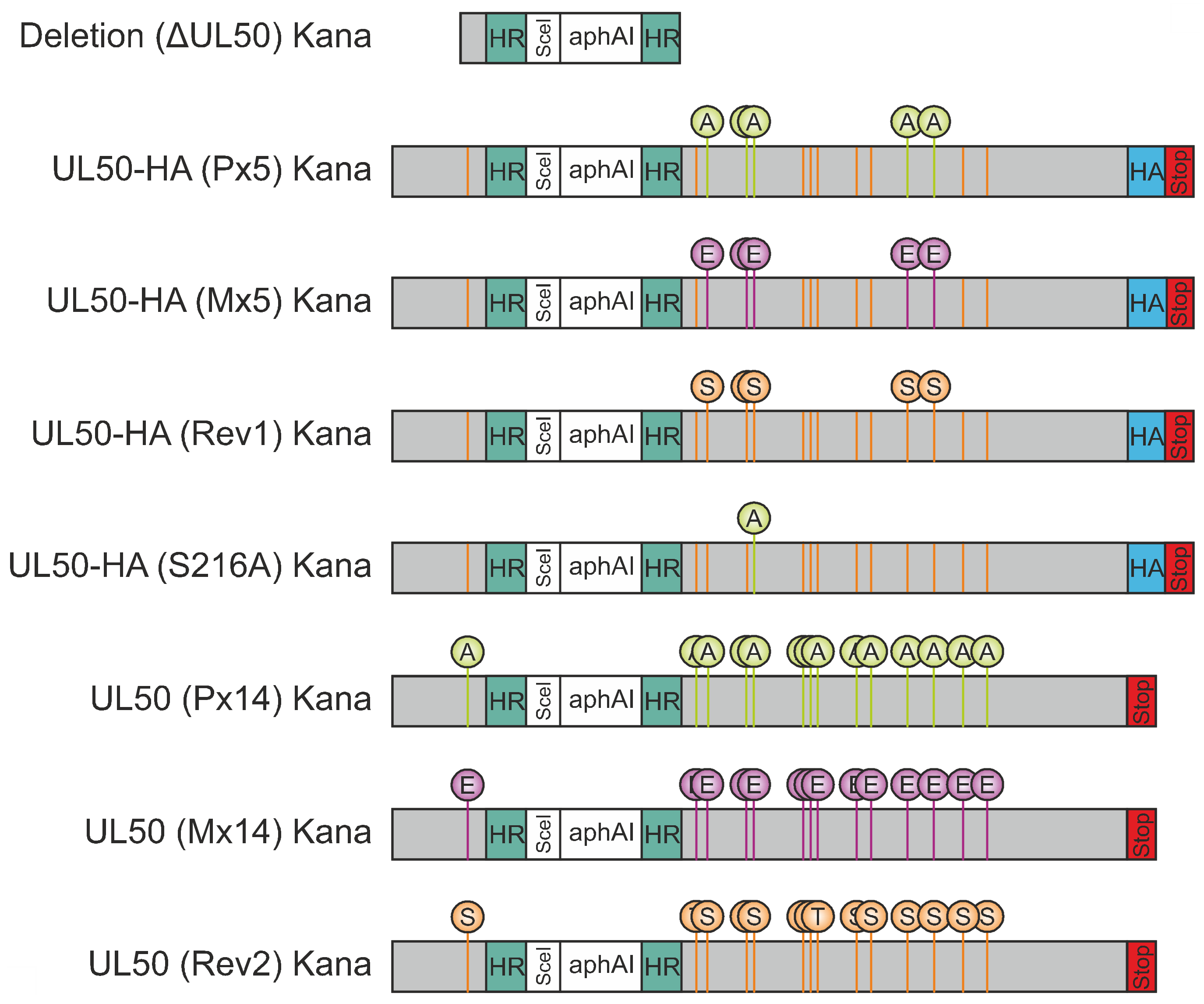 Viruses 13 00165 g001 Viruses 13 00165 g001