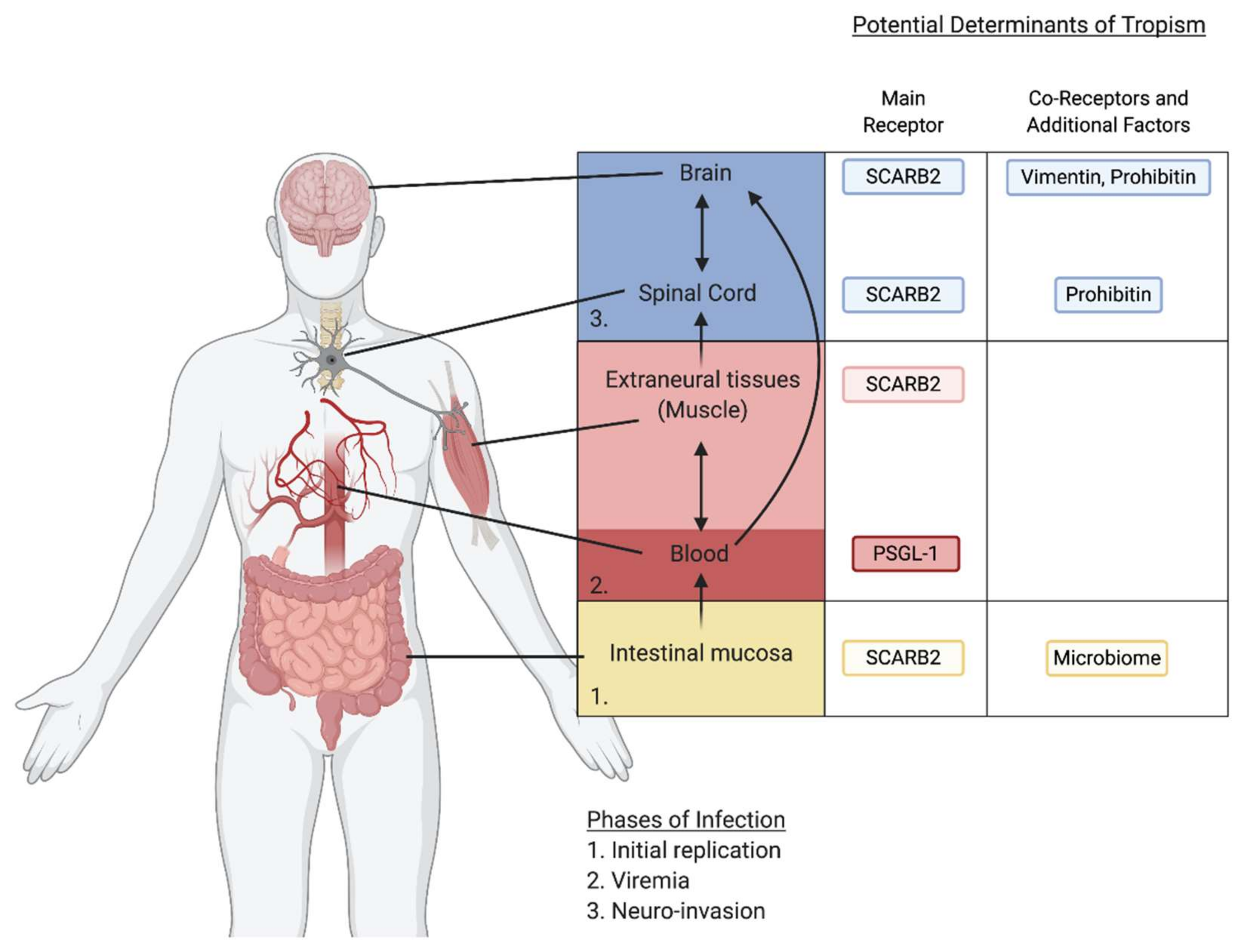 Viruses 13 00166 g002