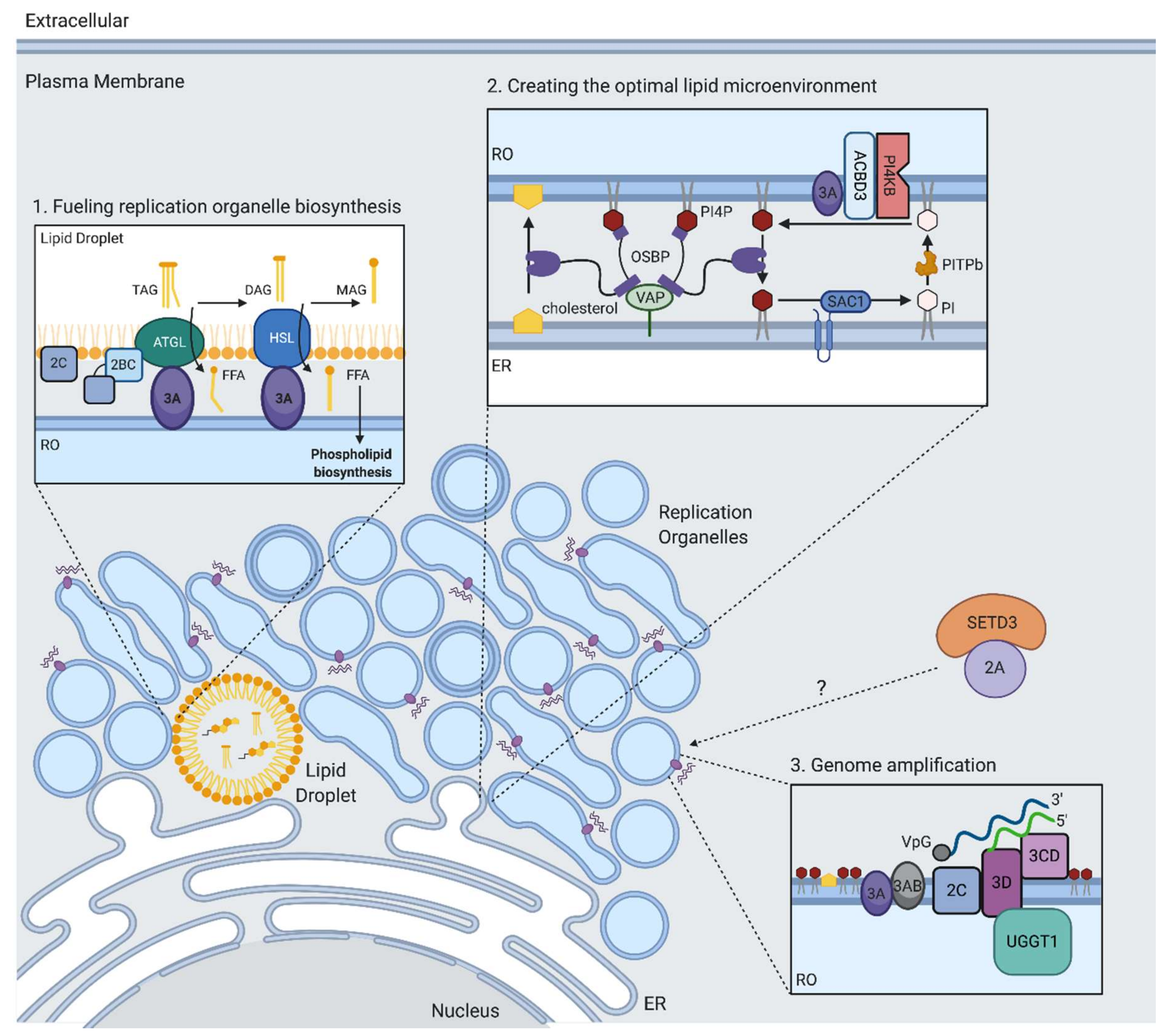 Viruses 13 00166 g003