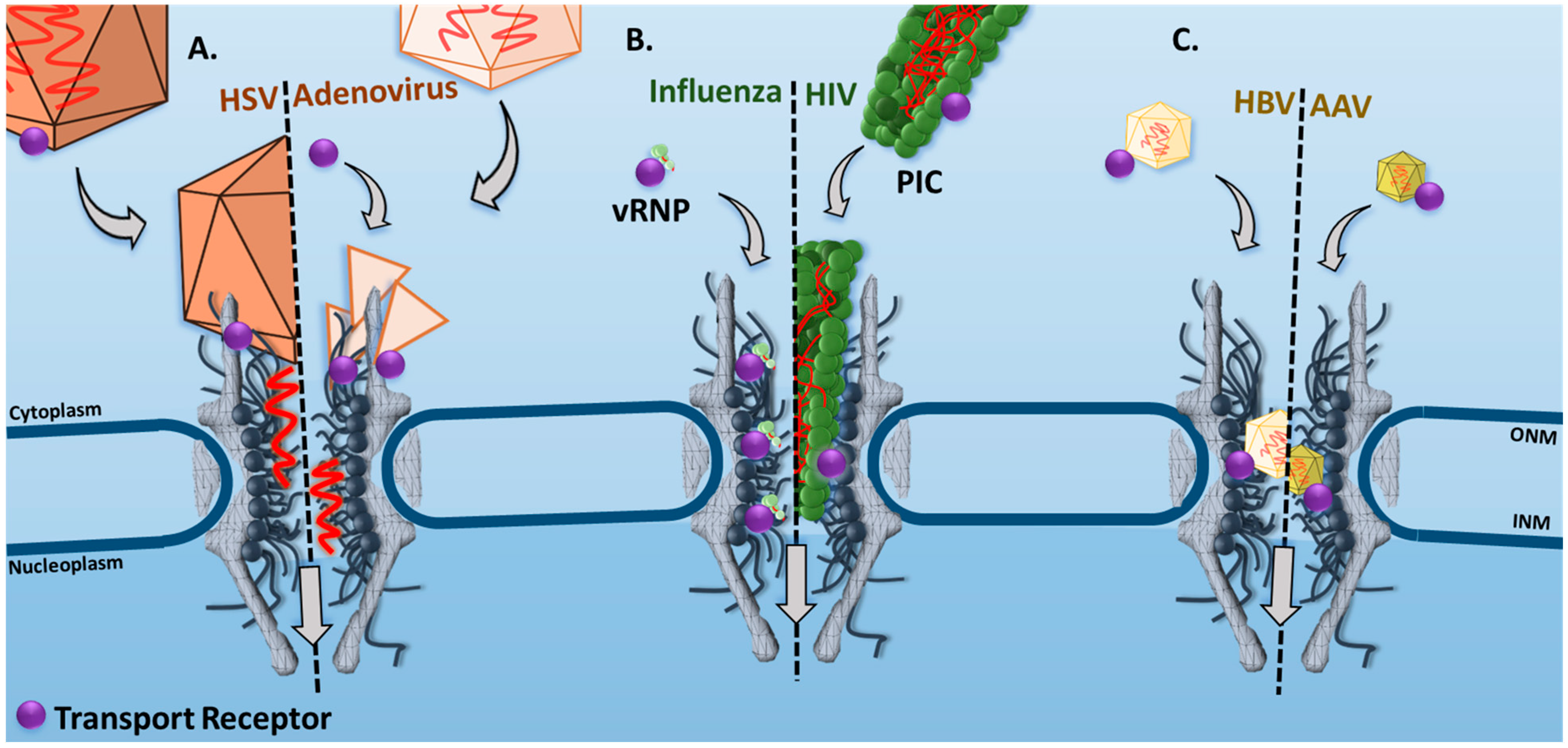 Viruses 13 00167 g001 Viruses 13 00167 g001