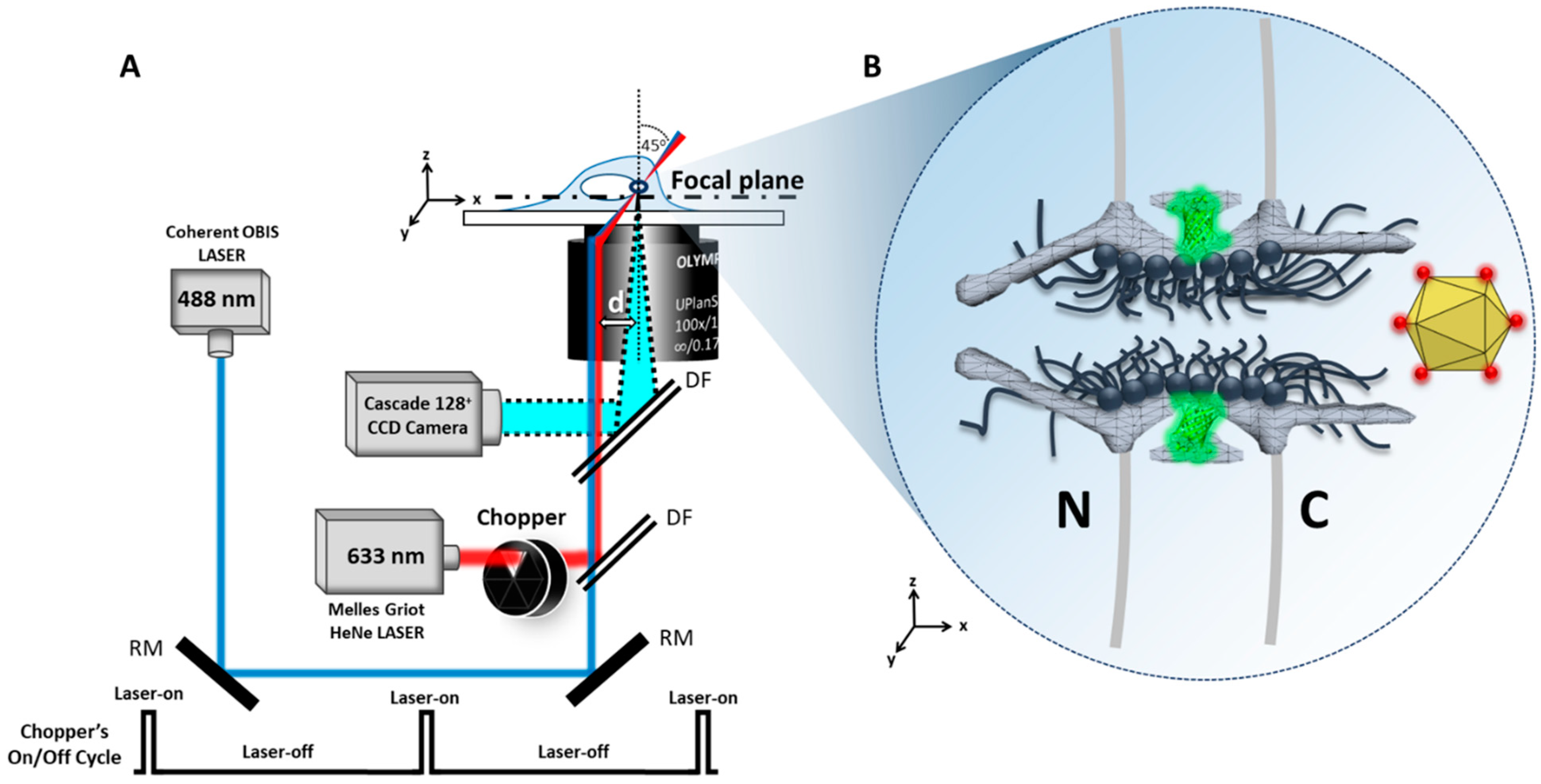 Viruses 13 00167 g004 Viruses 13 00167 g004