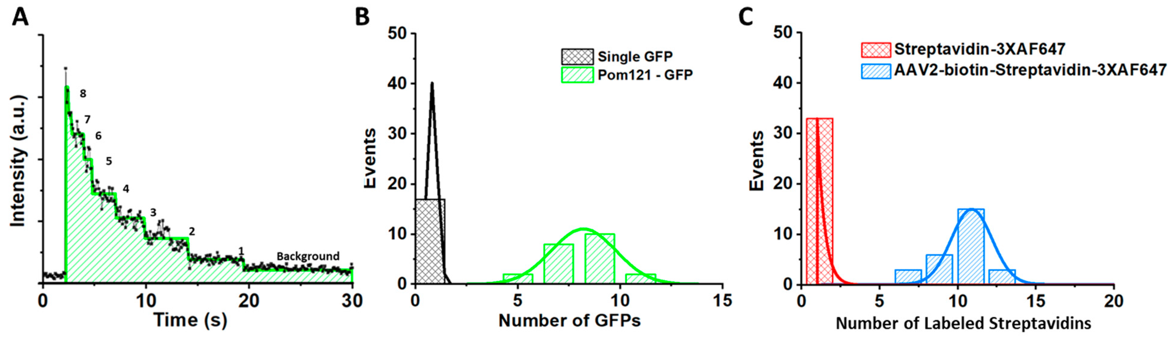 Viruses 13 00167 g006 Viruses 13 00167 g006