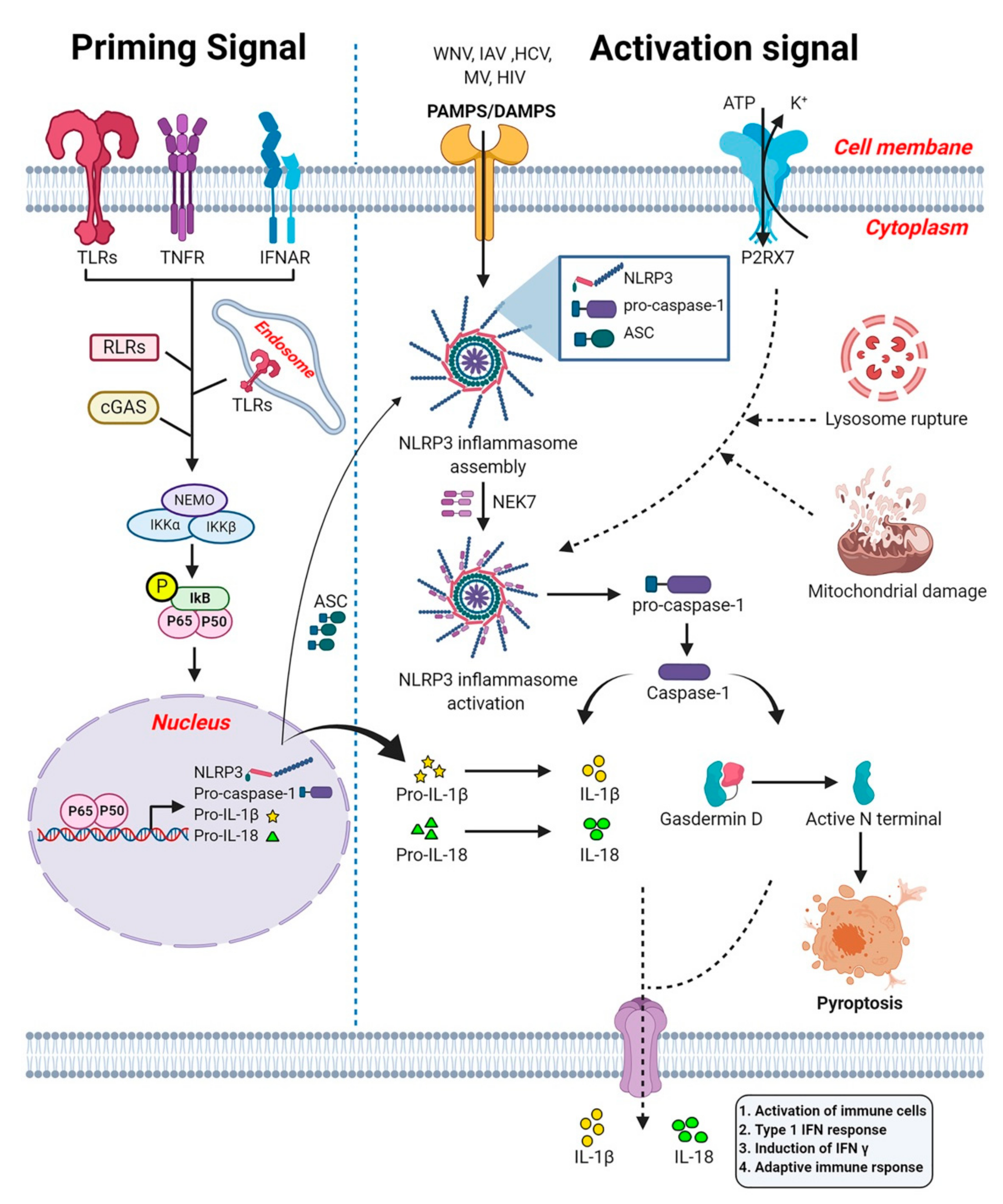 Viruses 13 00170 g005 Viruses 13 00170 g005