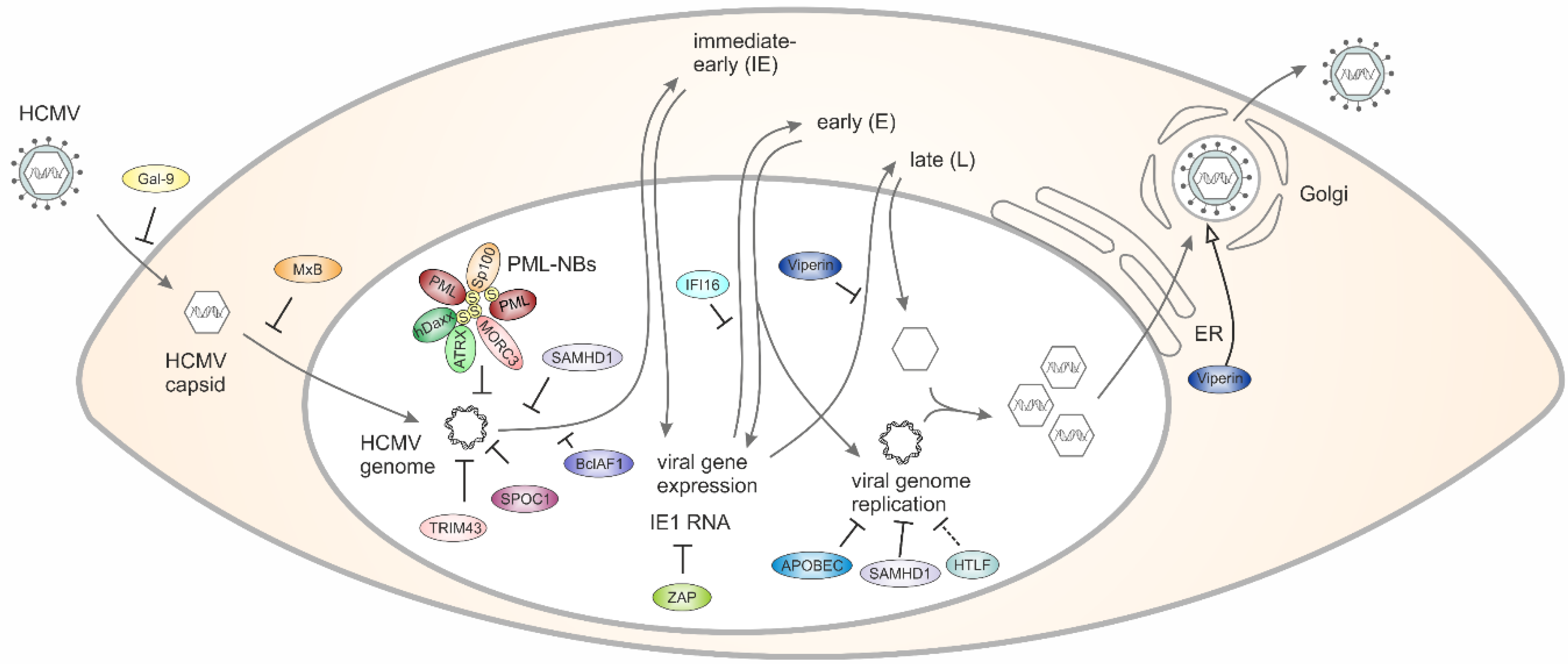 Viruses 13 00179 g001