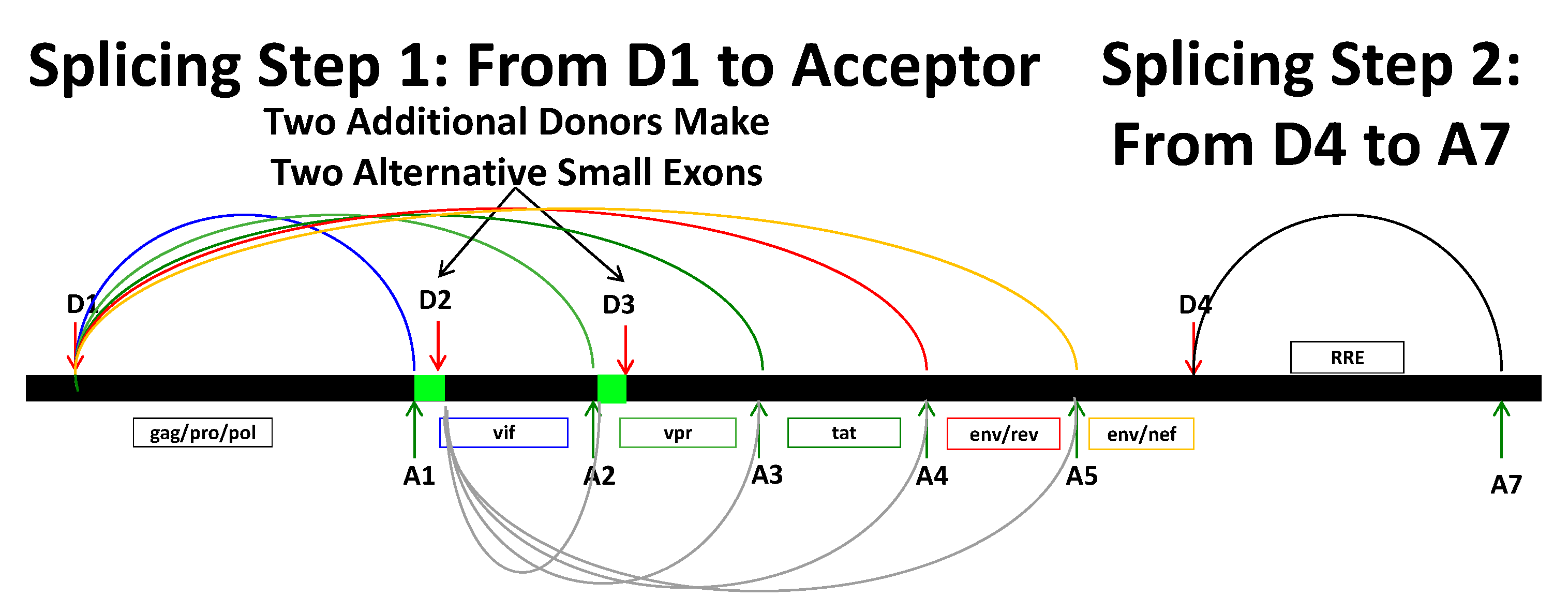 Viruses 13 00181 g001 Viruses 13 00181 g001